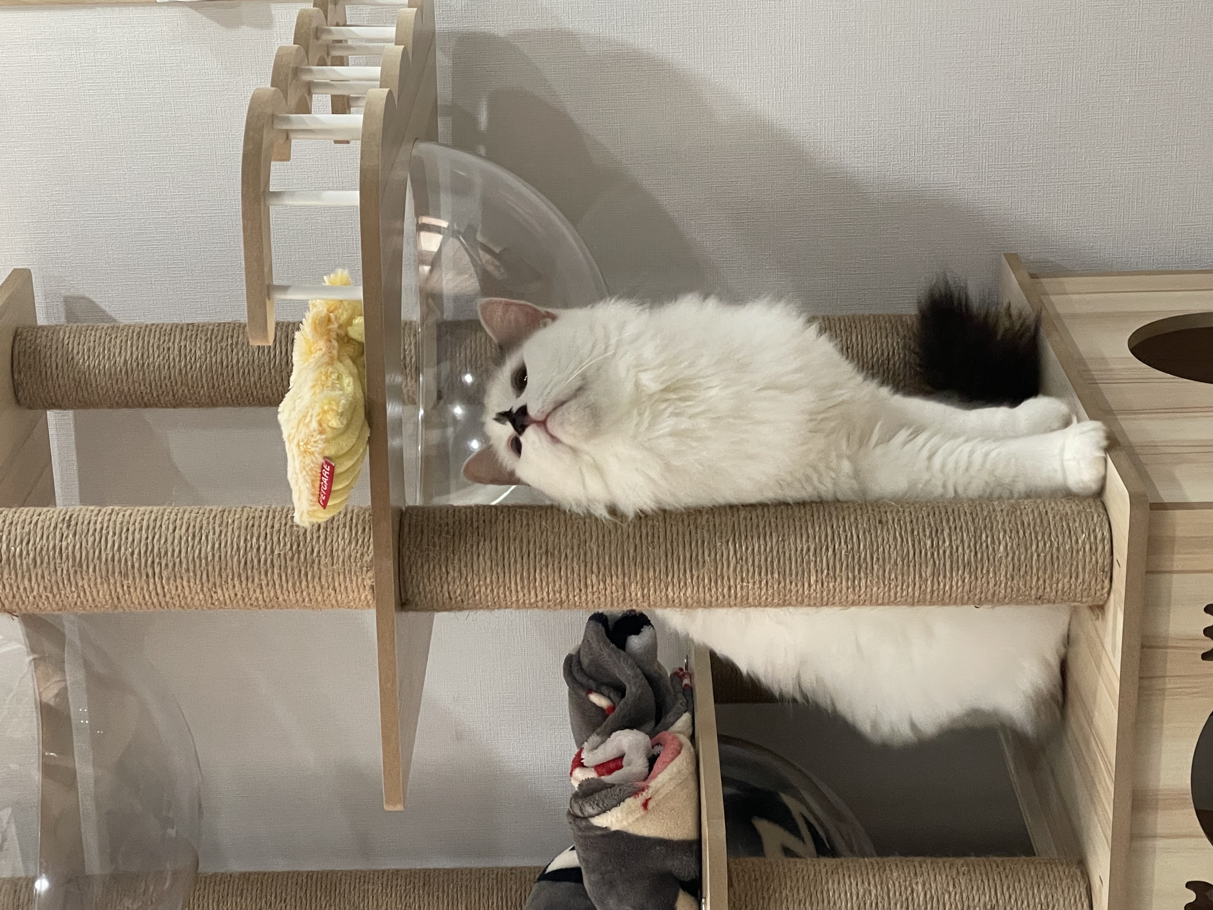 썸씽이에서 달로🌙 입양전제 임시보호 일주일차