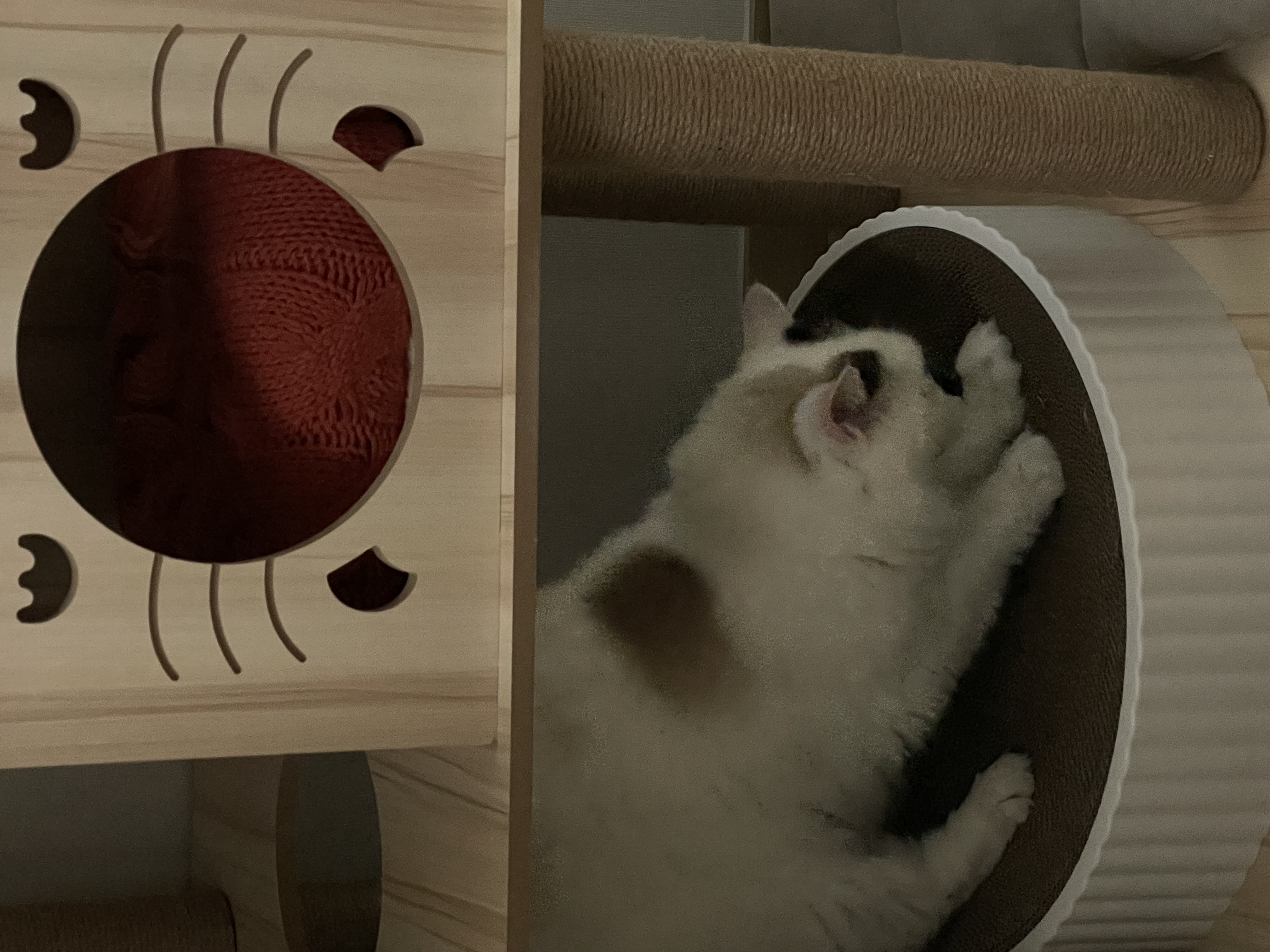 썸씽이에서 달로🌙 입양전제 임시보호 일주일차