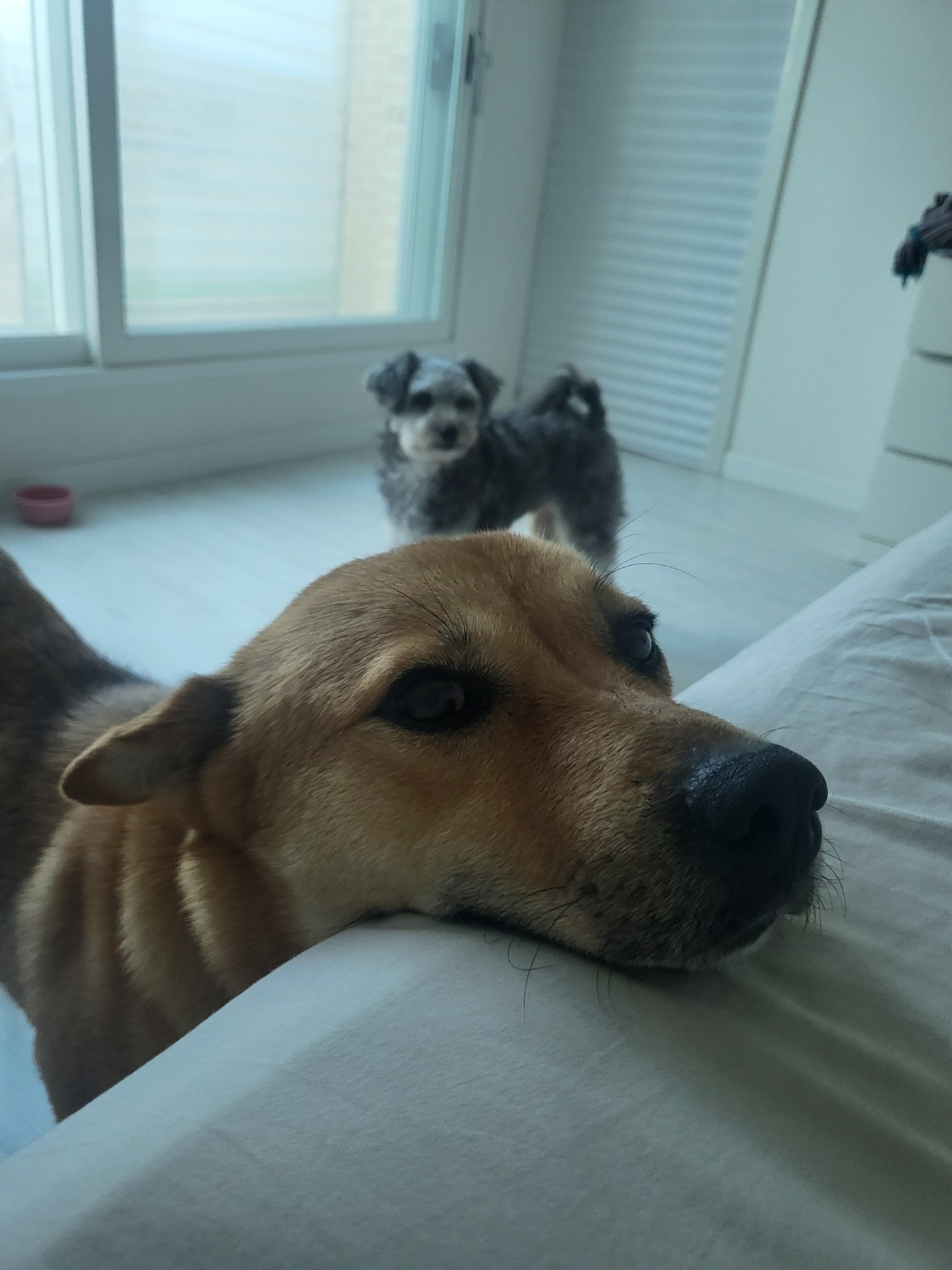 ♡춘향이 임시보호 한달 이야기♡