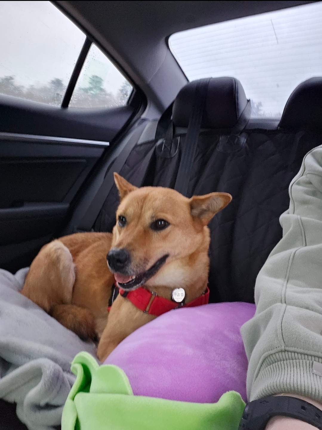 ♡춘향이 임시보호 한달 이야기♡