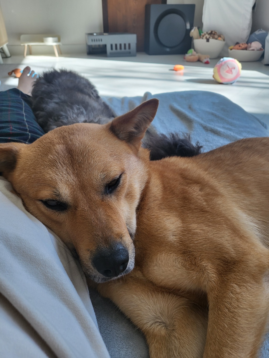 ♡춘향이 임시보호 한달 이야기♡