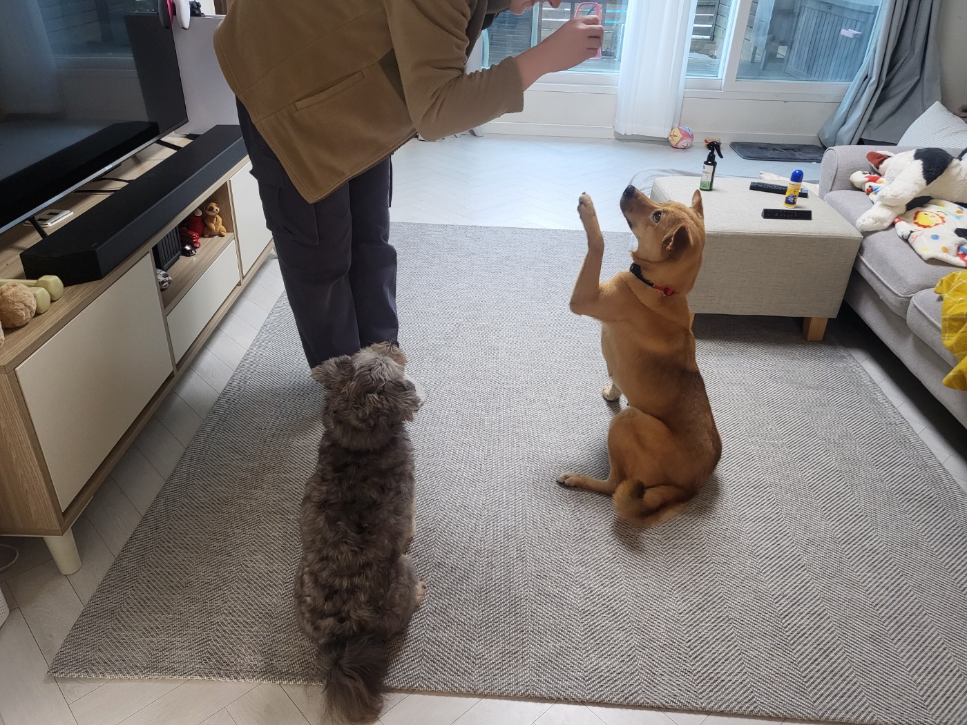♡춘향이 임시보호 한달 이야기♡