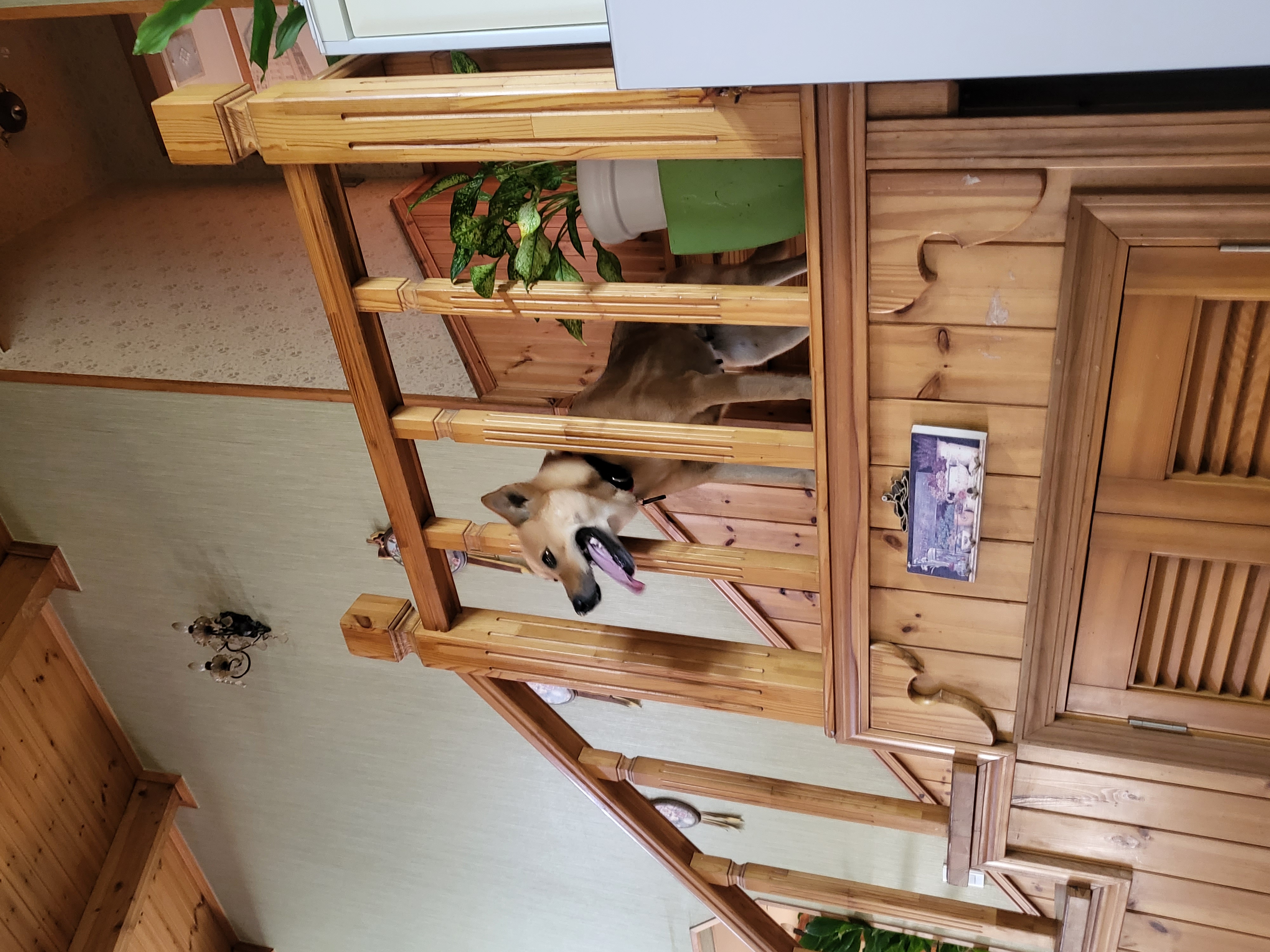 ♡춘향이 임시보호 한달 이야기♡