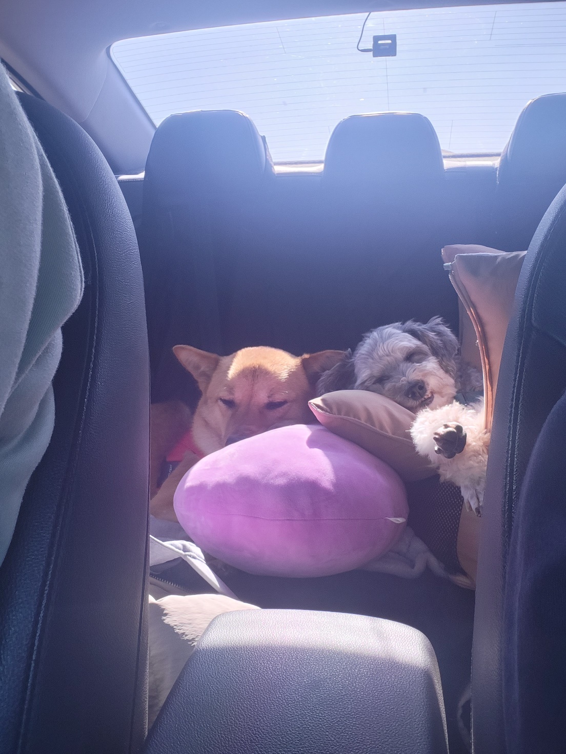 ♡춘향이 임시보호 한달 이야기♡