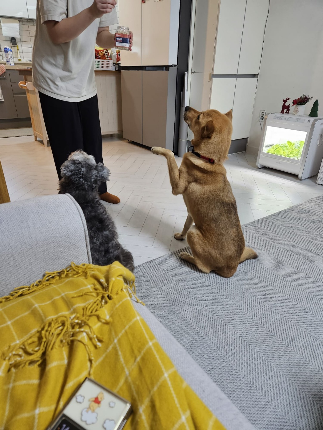 ♡춘향이 임시보호 한달 이야기♡
