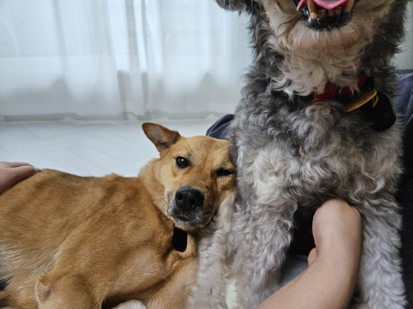 ♡춘향이 임시보호 한달 이야기♡
