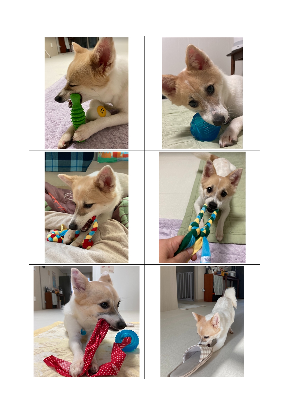 로이(달빛이) 입양 한 달 이야기 ^^