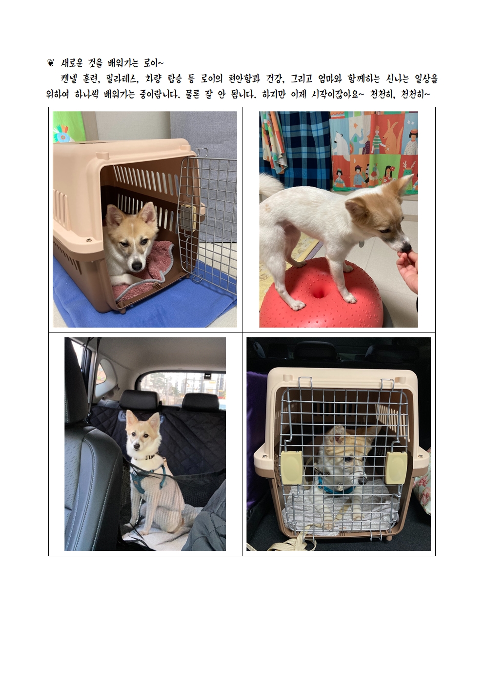 로이(달빛이) 입양 한 달 이야기 ^^