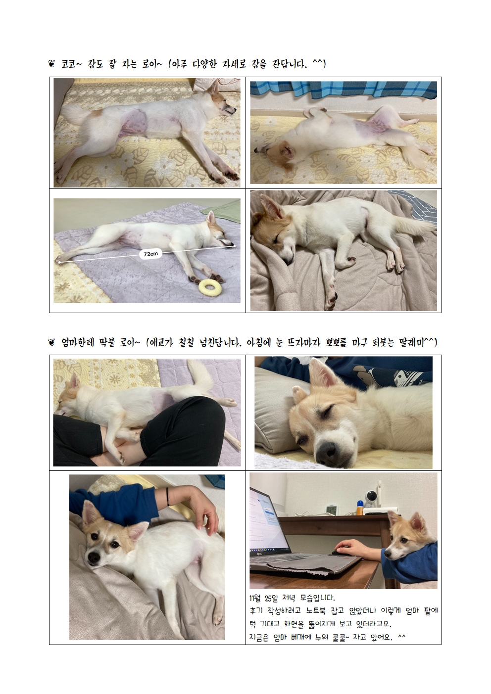 로이(달빛이) 입양 한 달 이야기 ^^