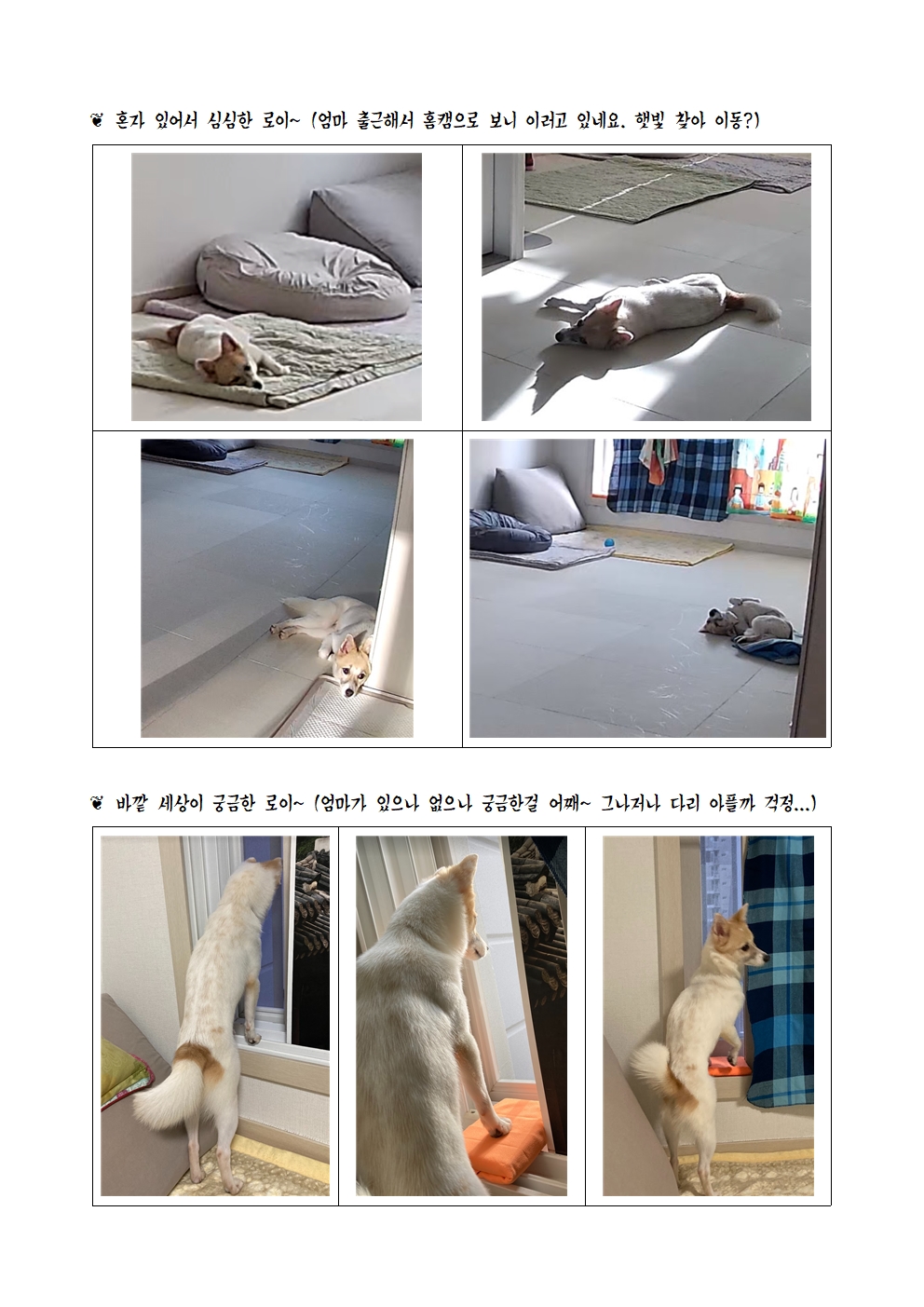 로이(달빛이) 입양 한 달 이야기 ^^