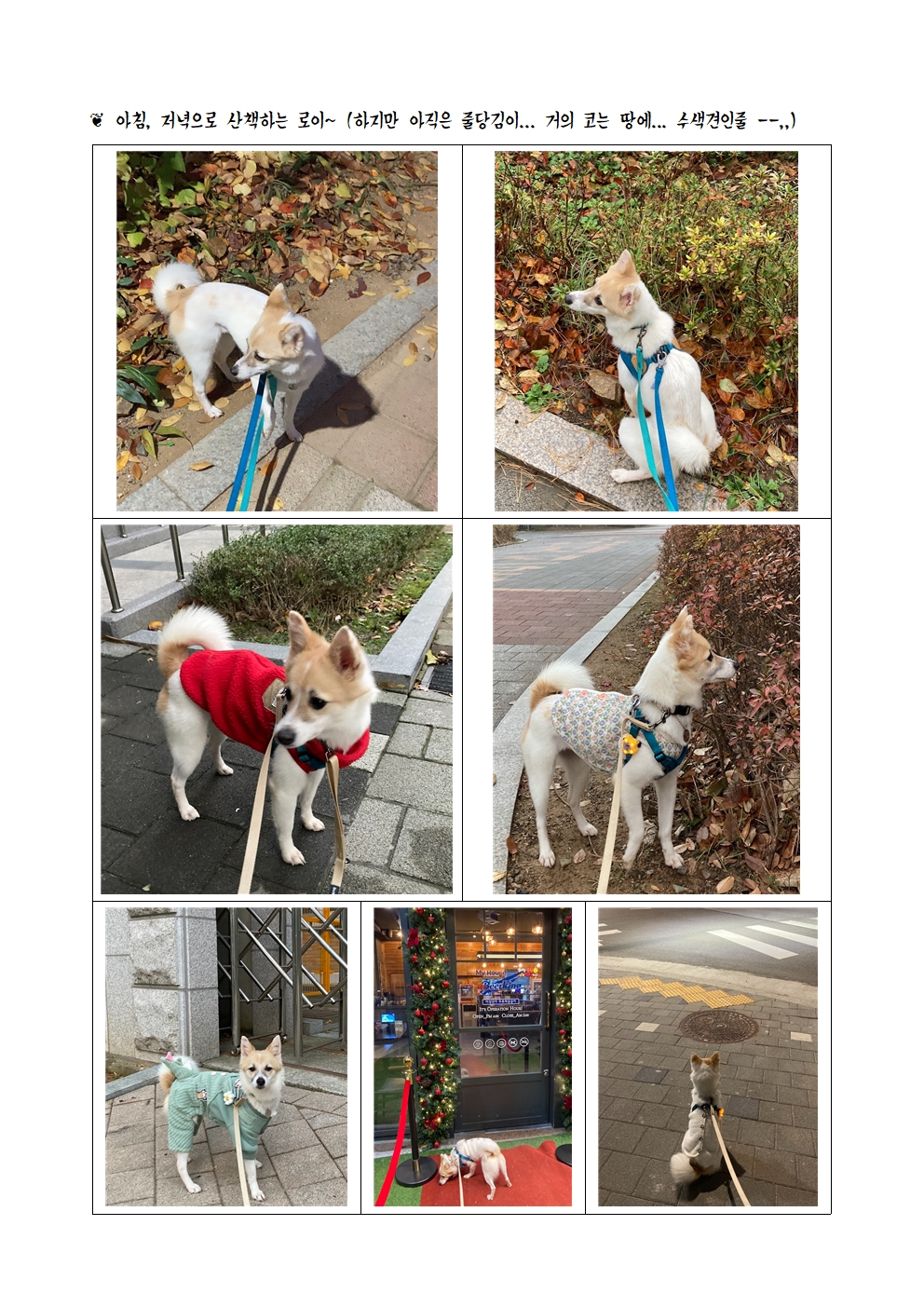 로이(달빛이) 입양 한 달 이야기 ^^