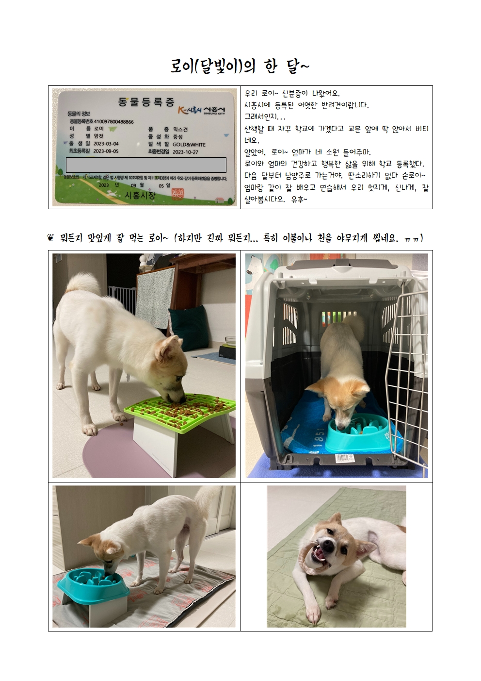 로이(달빛이) 입양 한 달 이야기 ^^