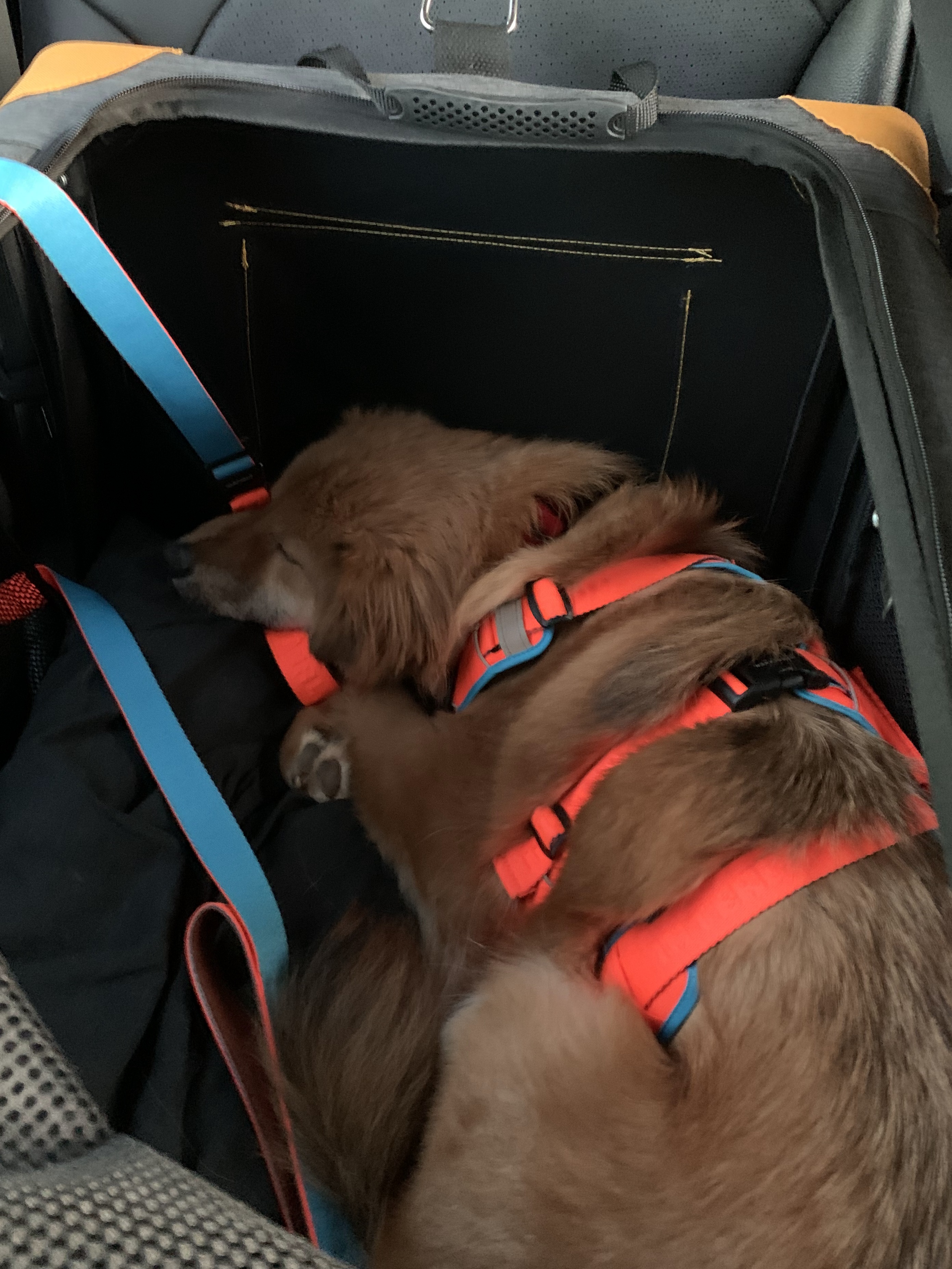 통통이 임시보호 한달 후기