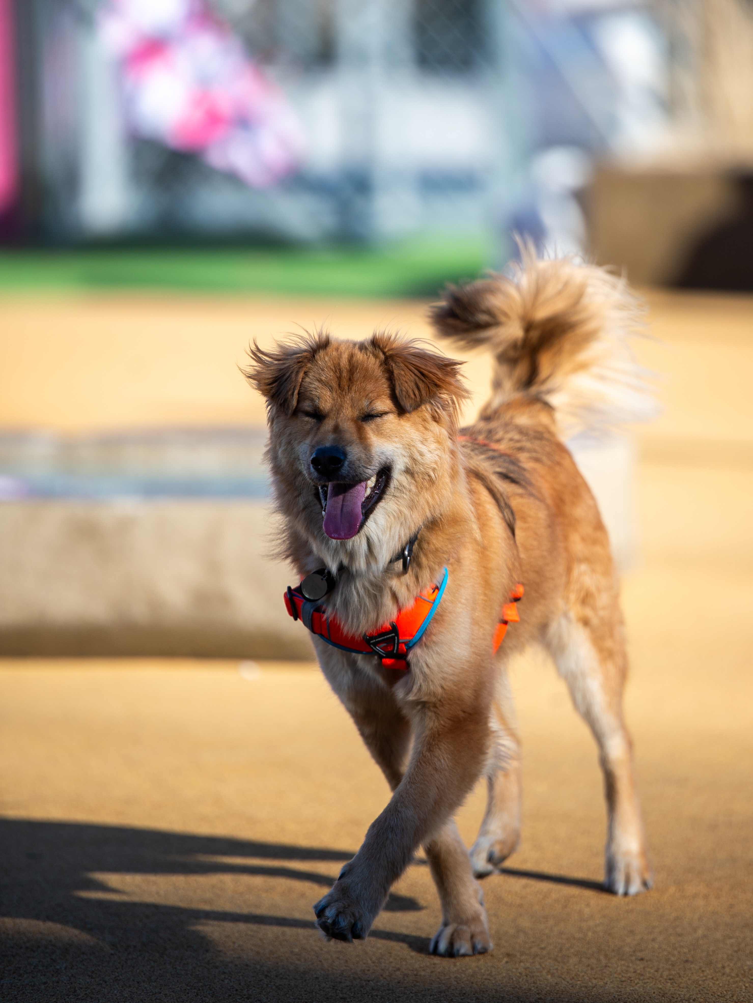 통통이 임시보호 한달 후기