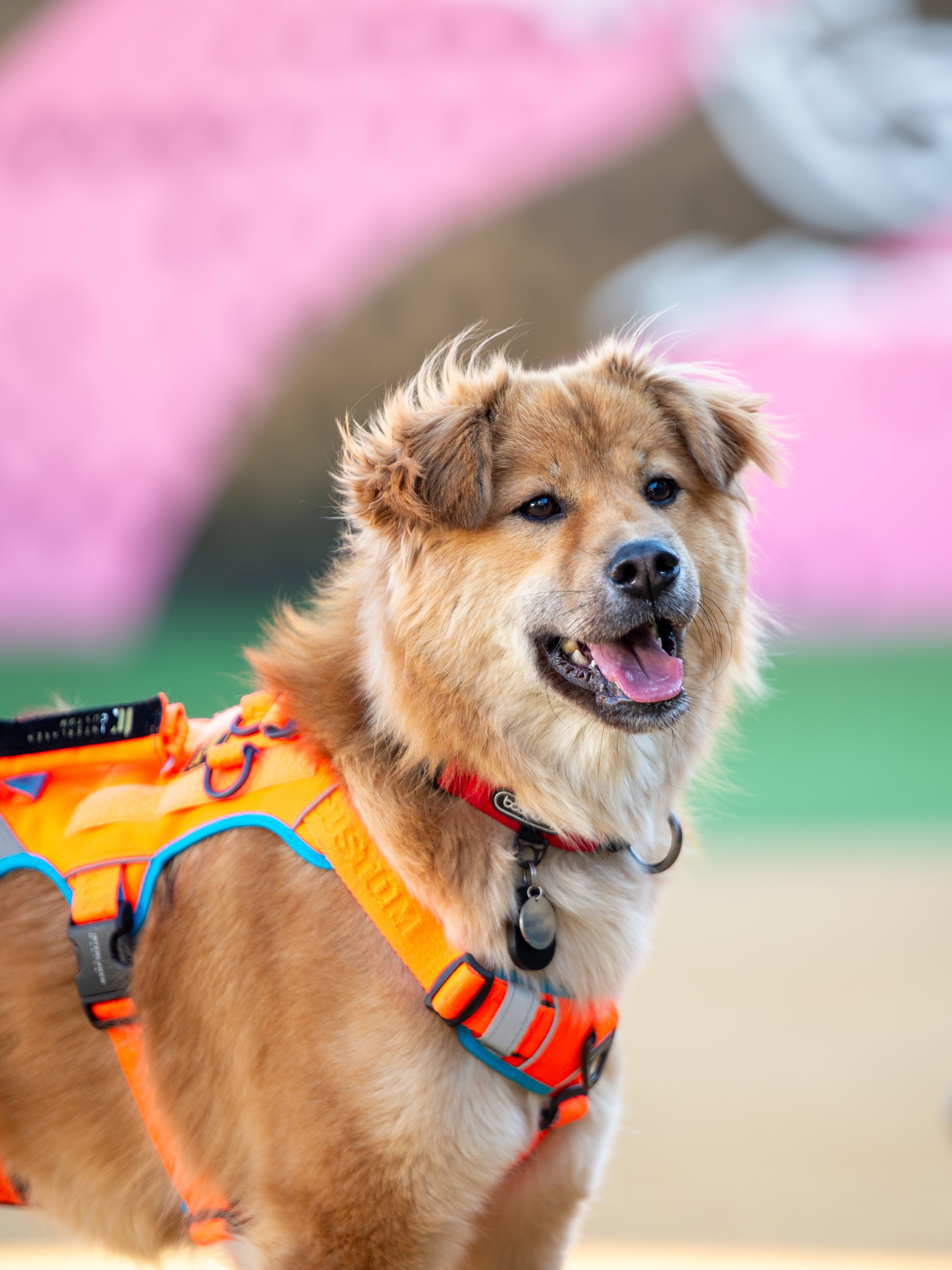 통통이 임시보호 한달 후기