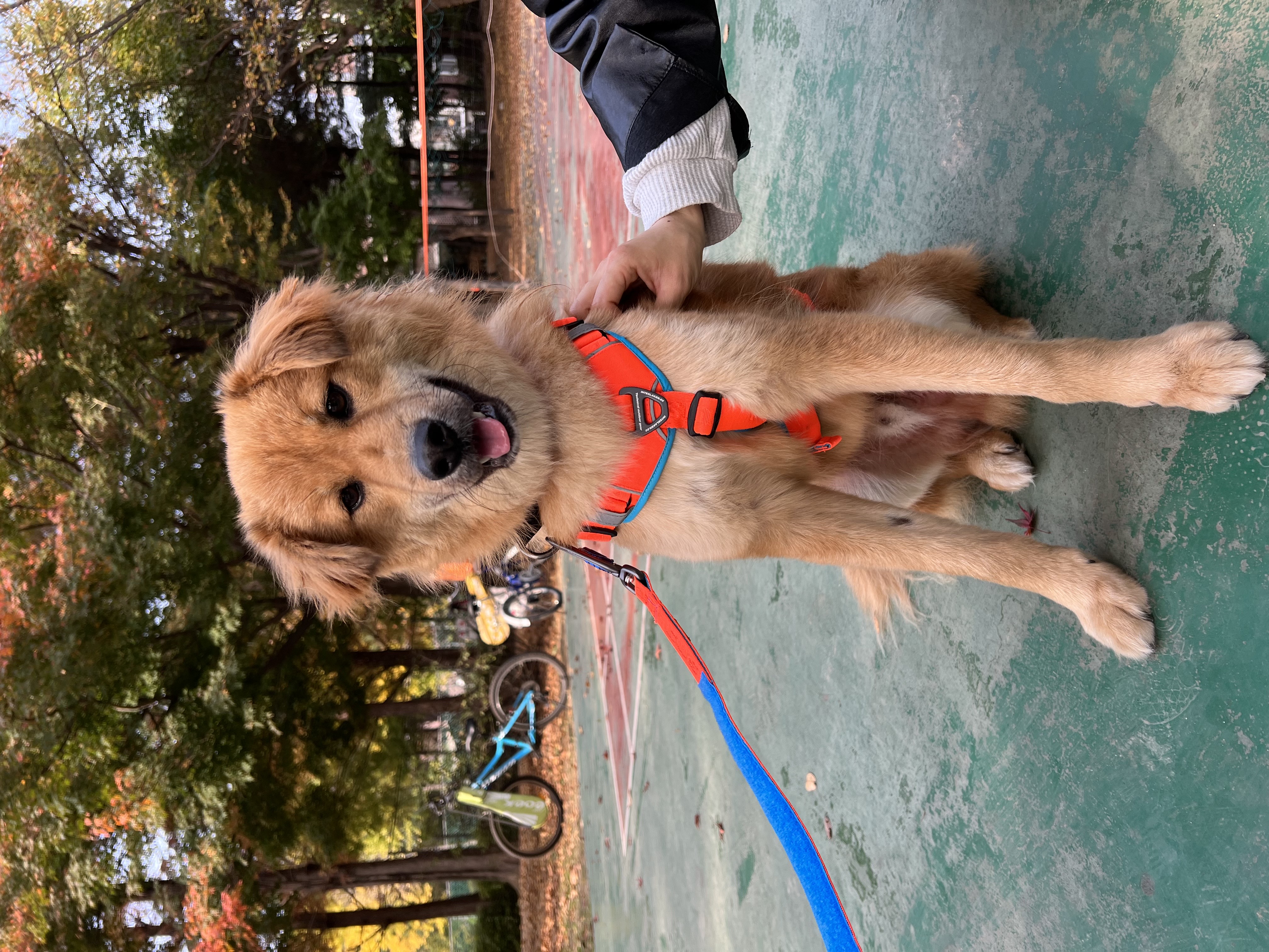 통통이 임시보호 한달 후기 2