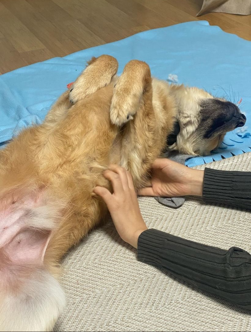 통통이 임시보호 한달 후기 2