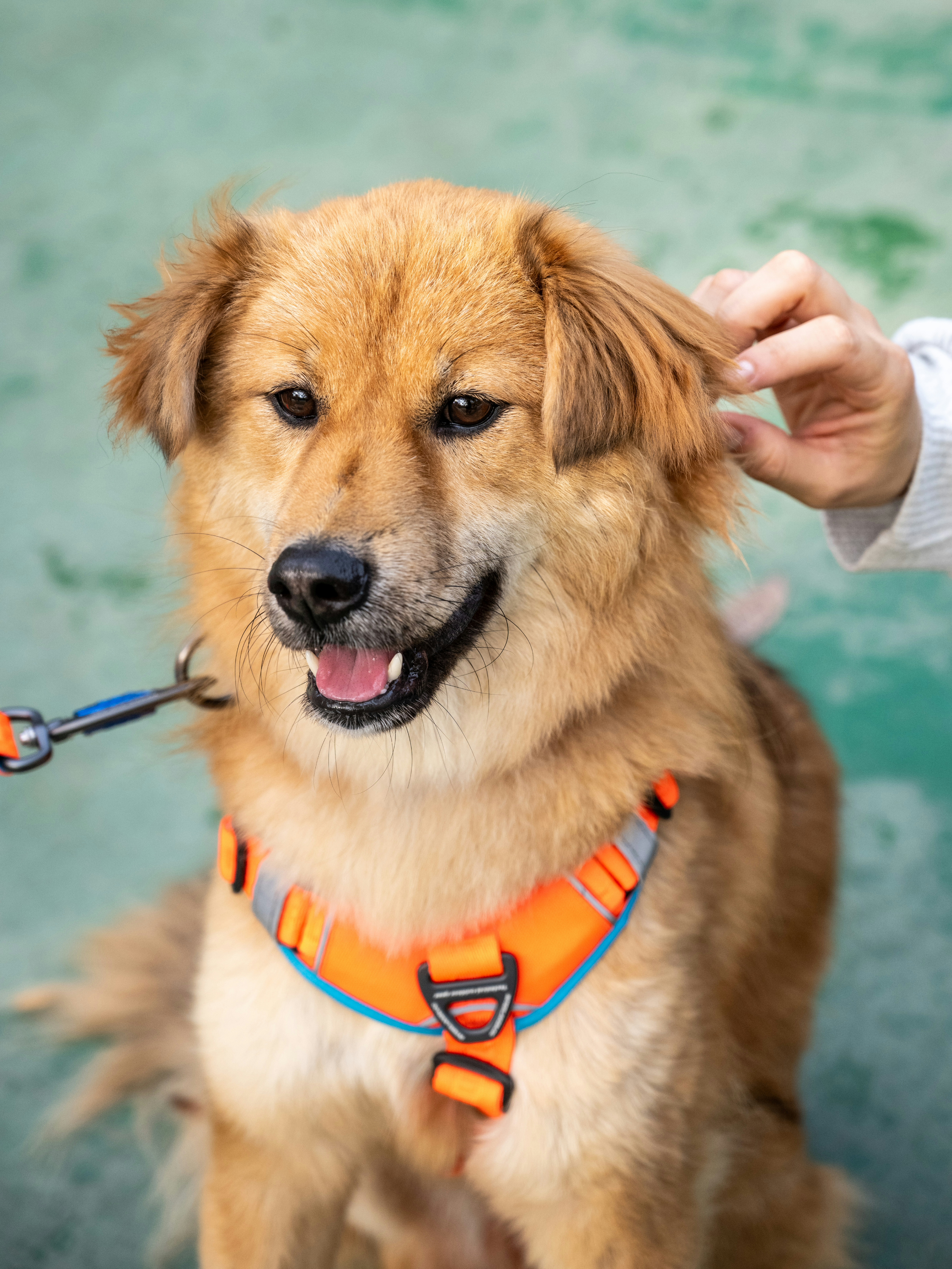 통통이 임시보호 한달 후기 2