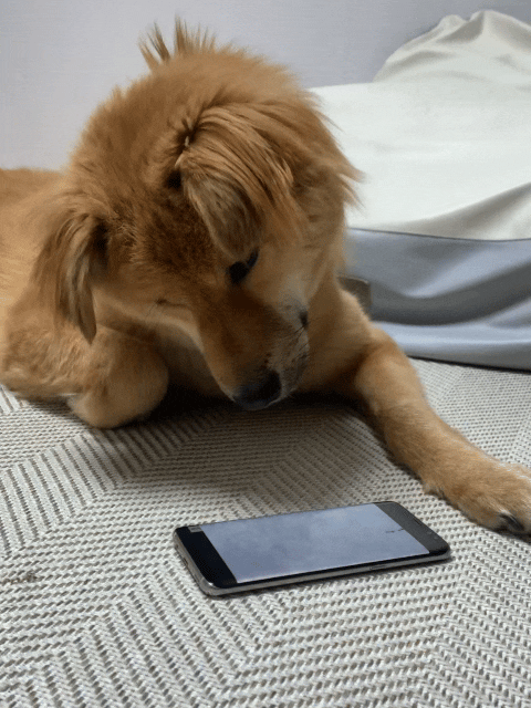 통통이 임시보호 한달 후기 2