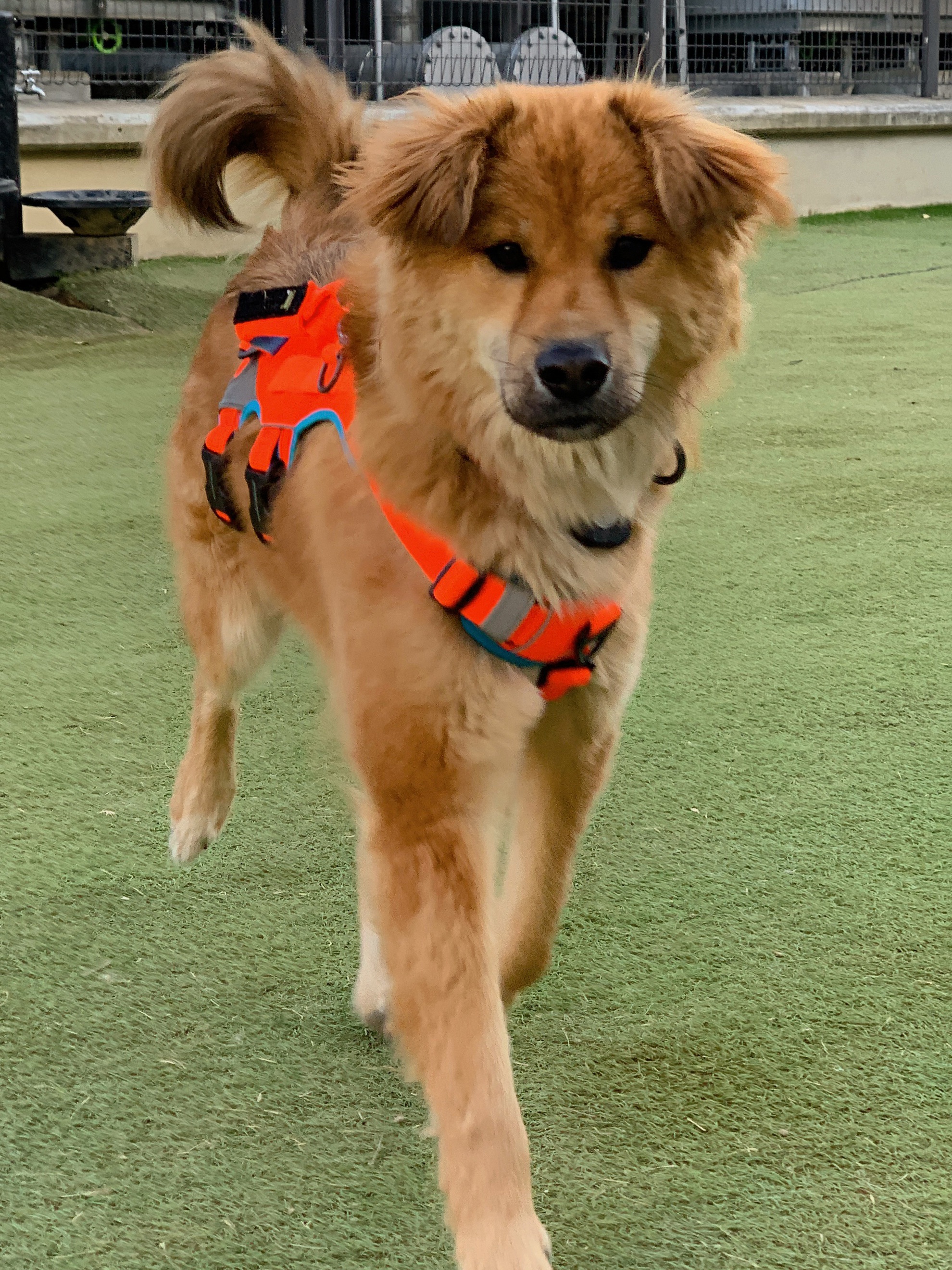 통통이 임시보호 한달 후기 2