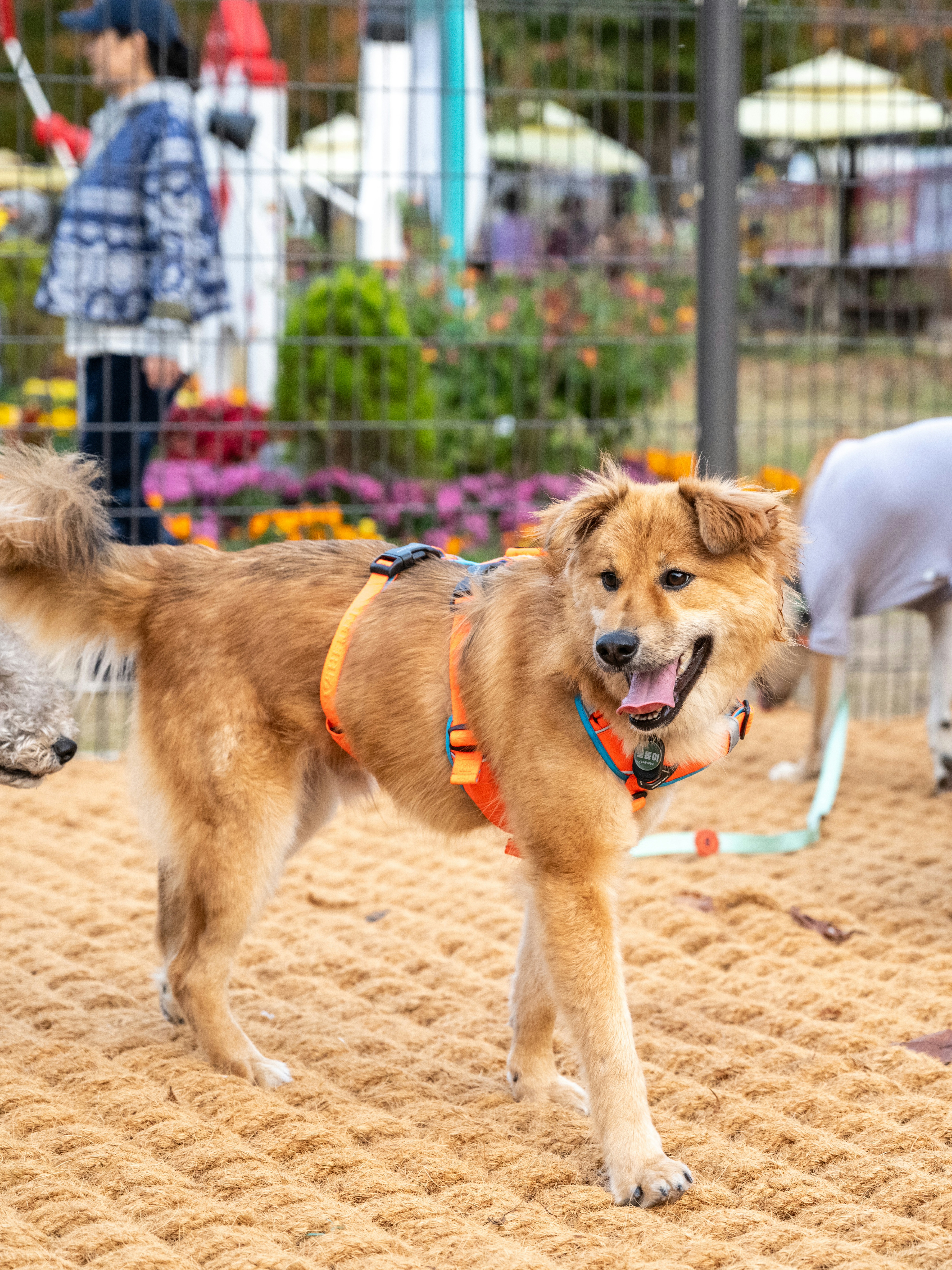 통통이 임시보호 한달 후기 2