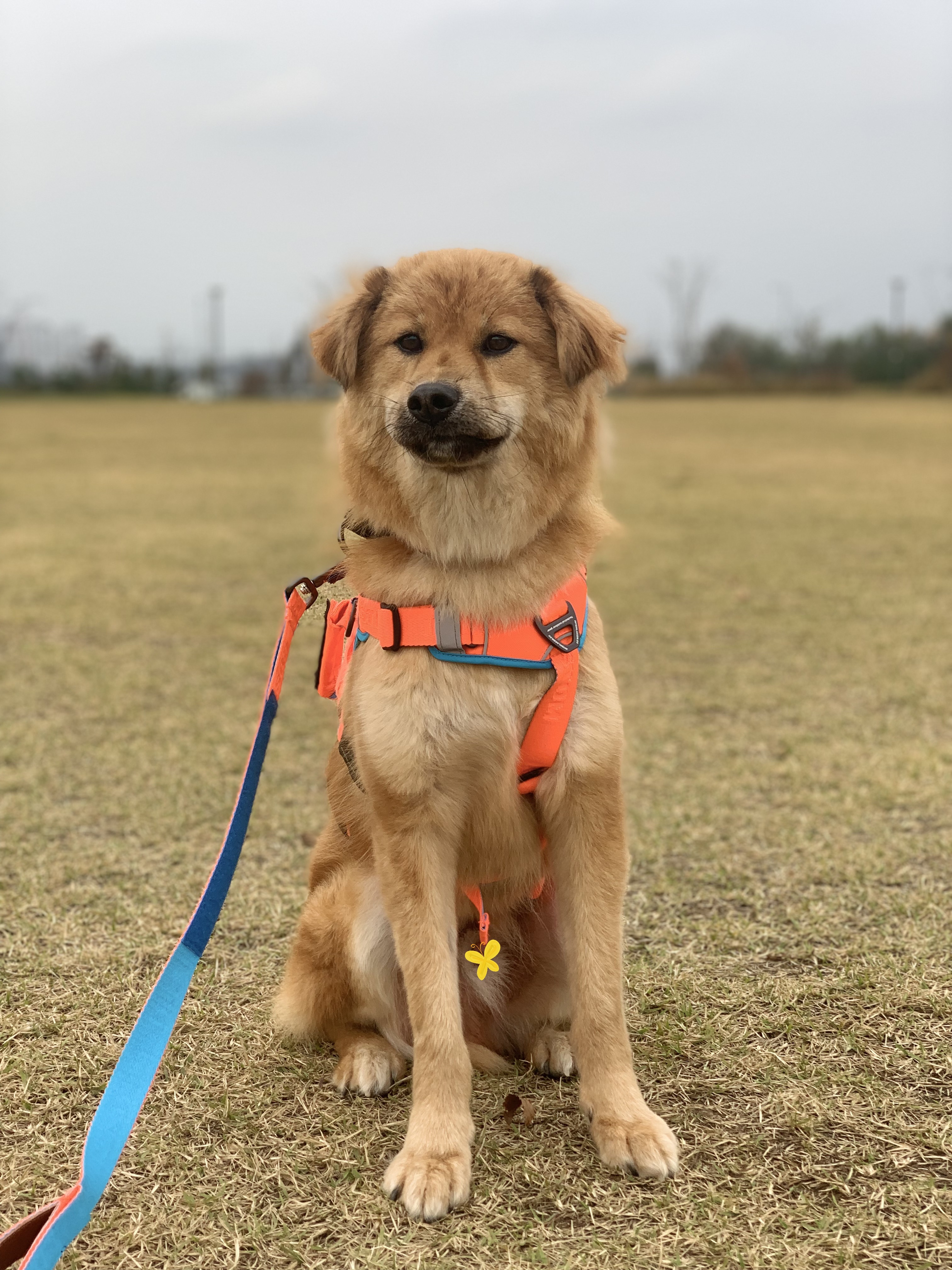 통통이 임시보호 한달 후기 2