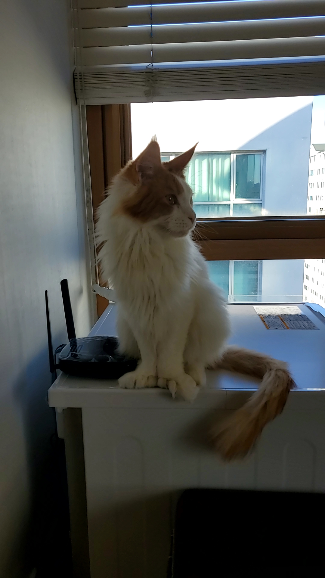 테니->호비 한달 입양후기