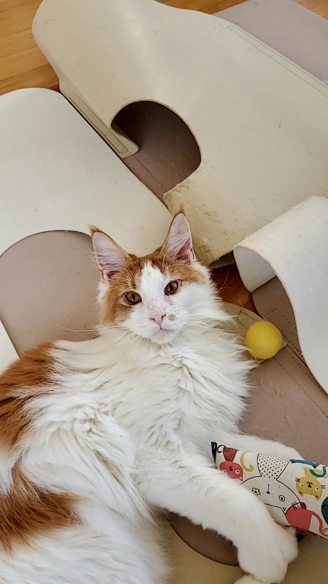 테니->호비 한달 입양후기