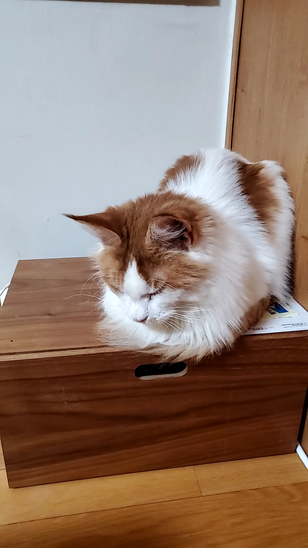 테니->호비 한달 입양후기