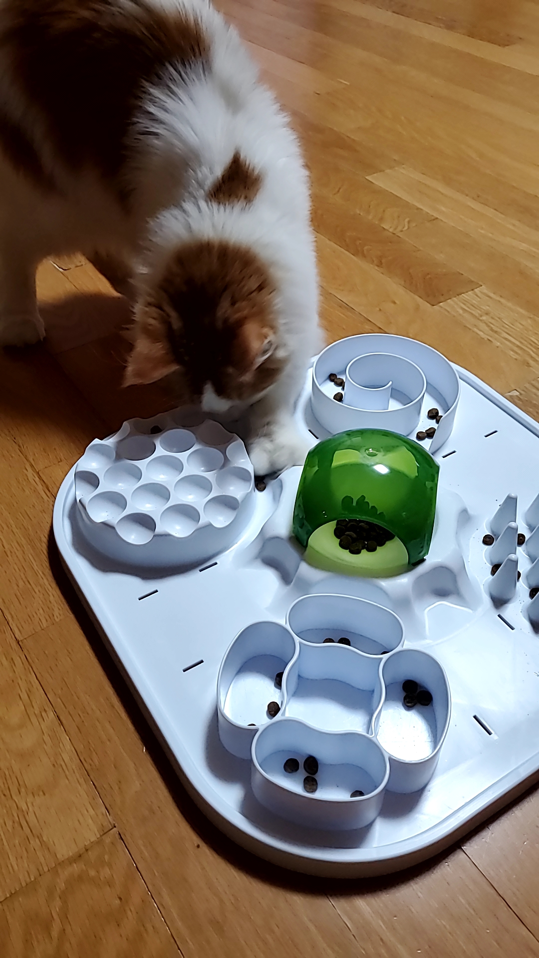 테니->호비 한달 입양후기