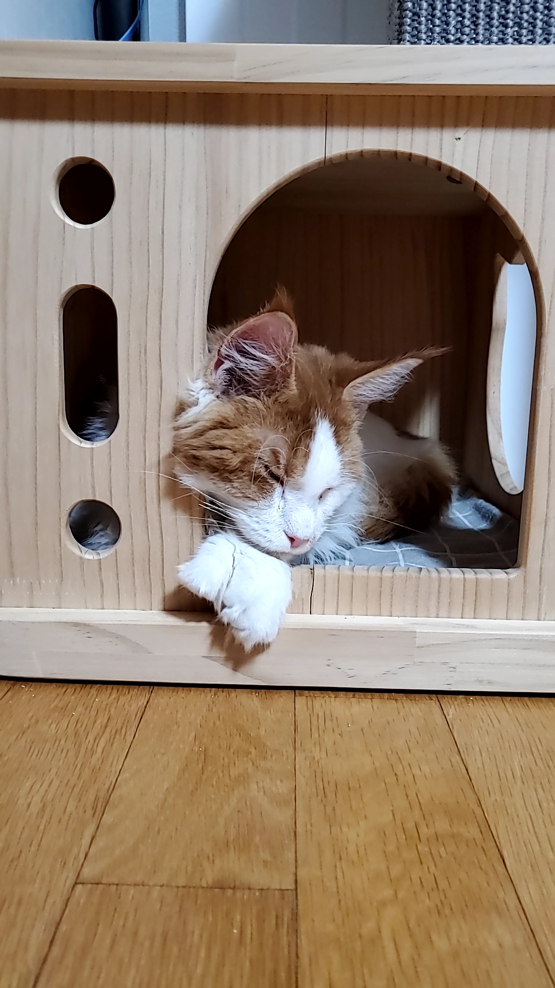 테니->호비 한달 입양후기