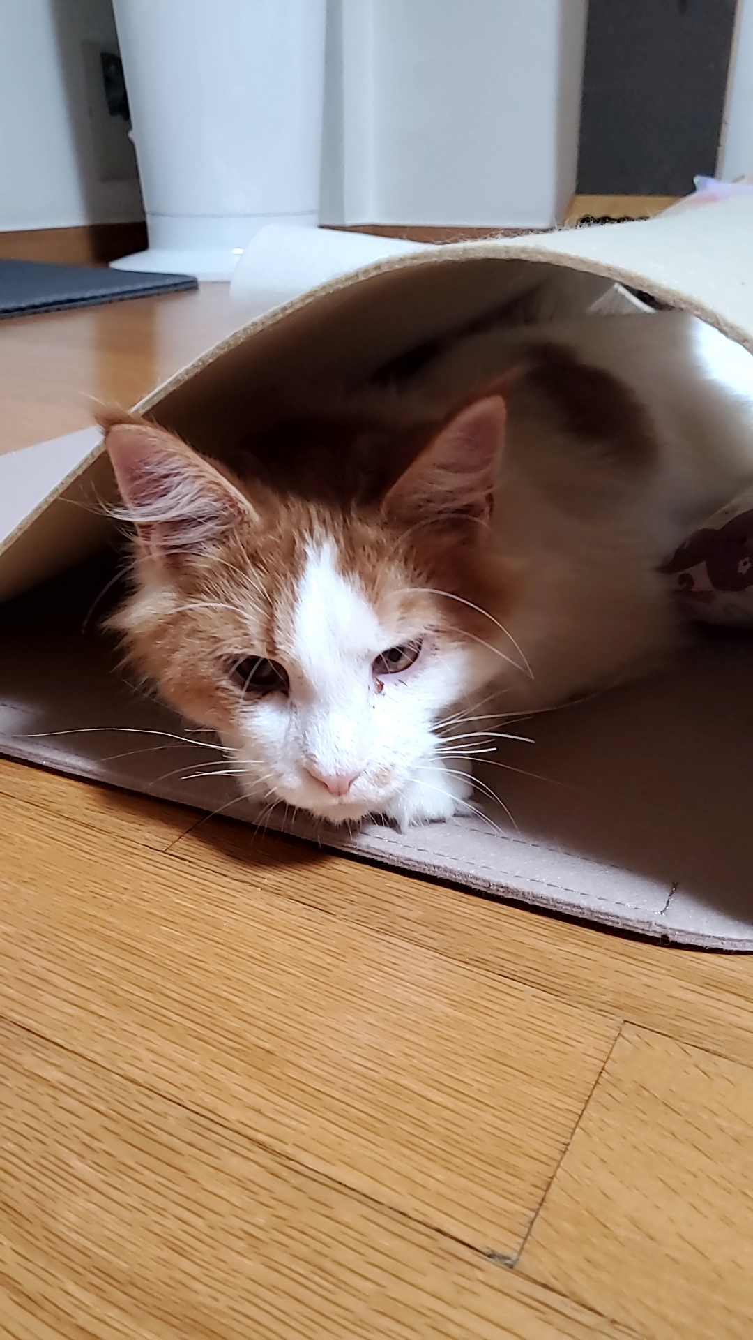 테니->호비 한달 입양후기