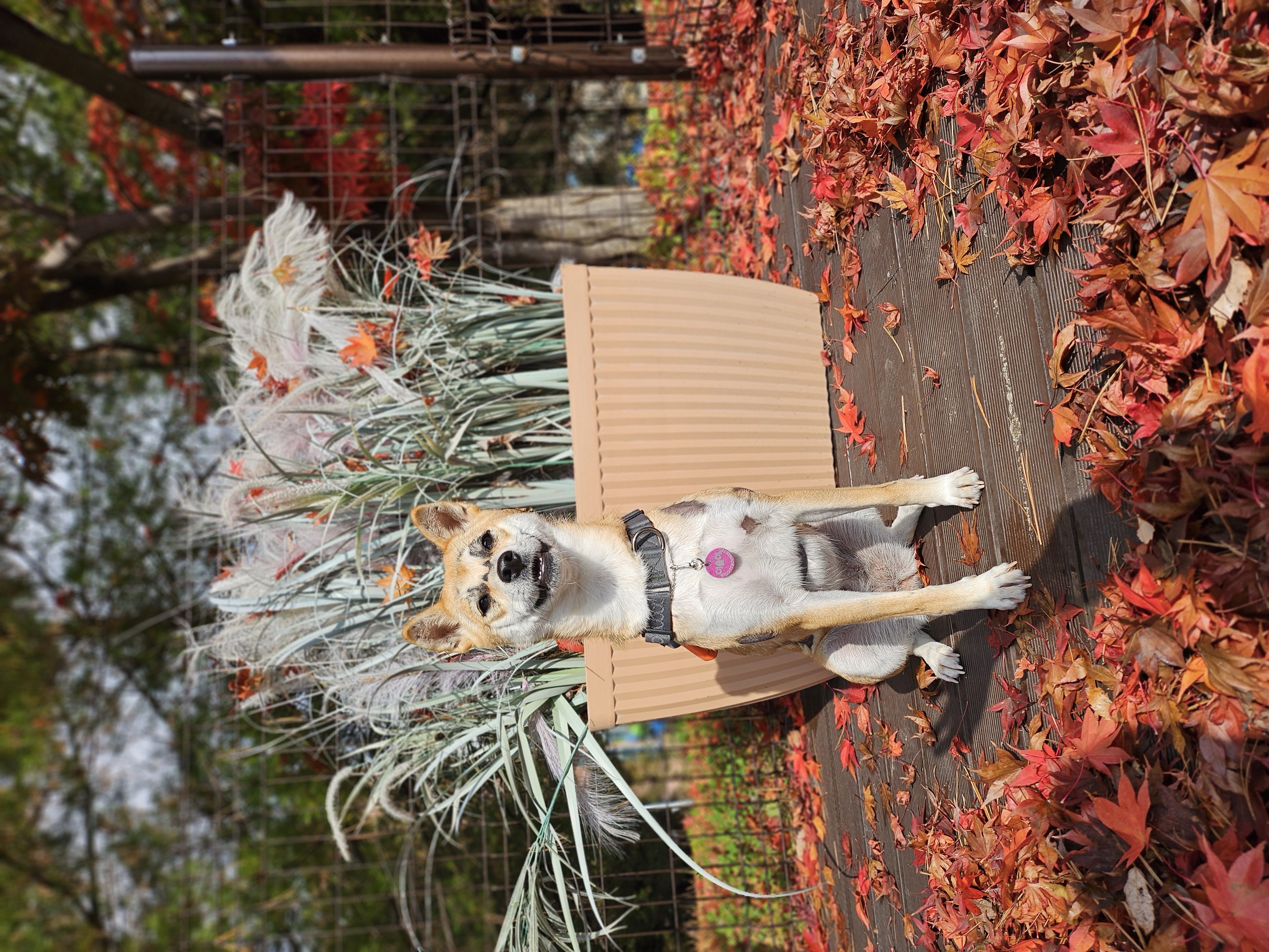 이솔이네 임시보호 세달차 후기!