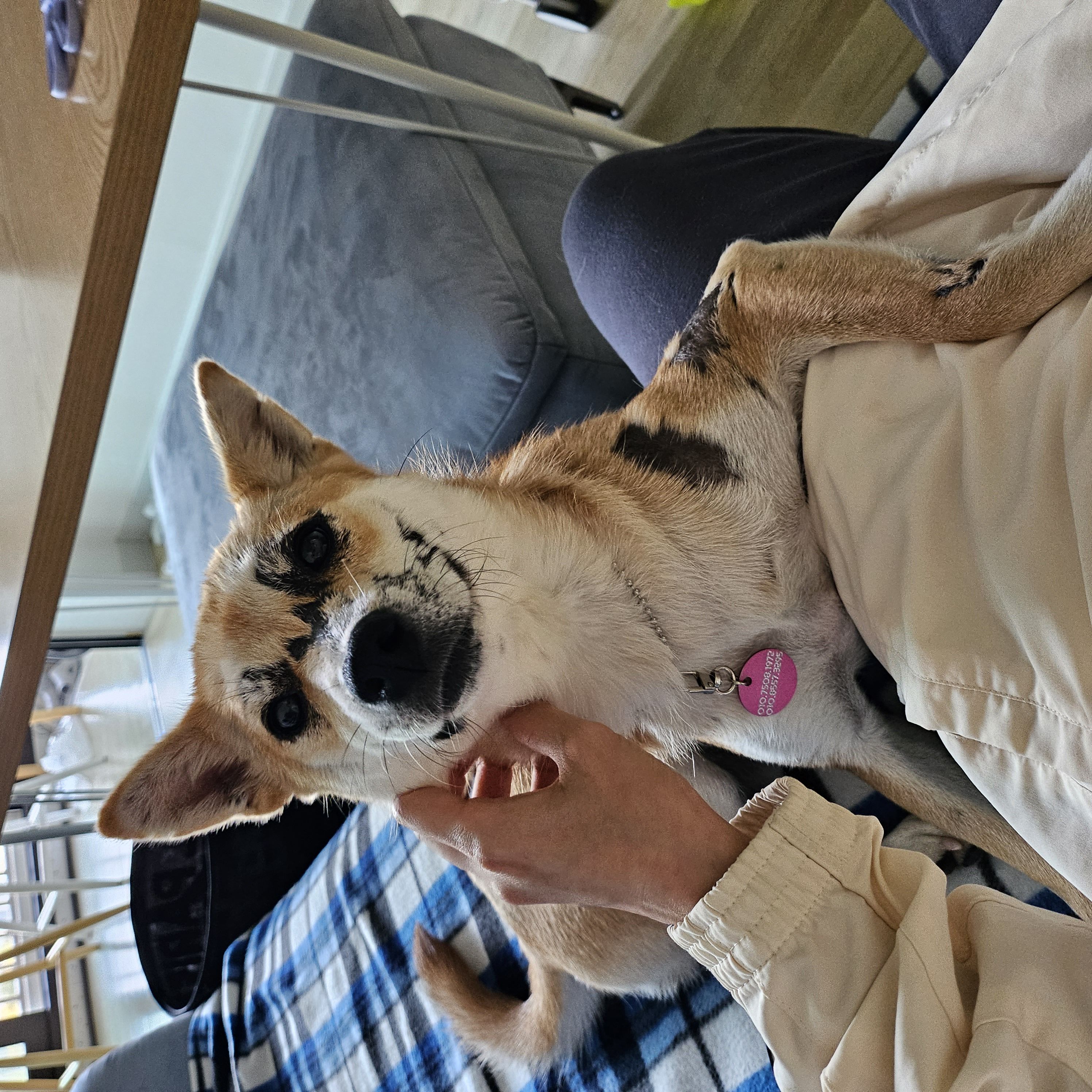 이솔이네 임시보호 세달차 후기!