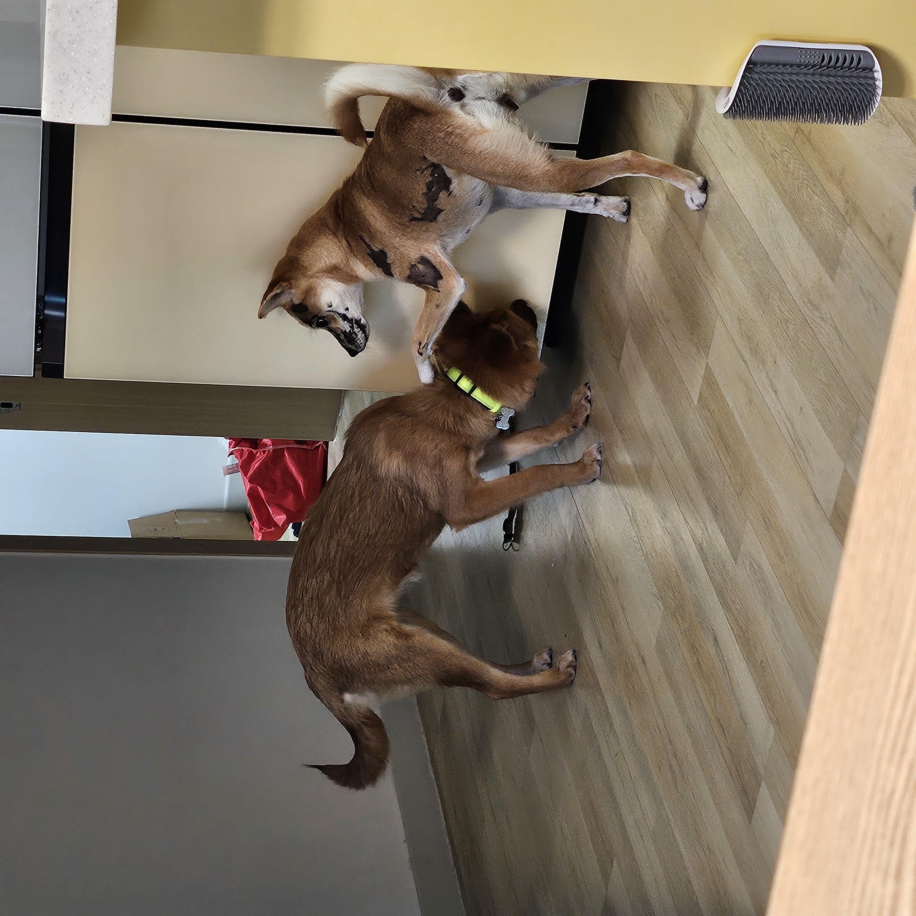 이솔이네 임시보호 세달차 후기!