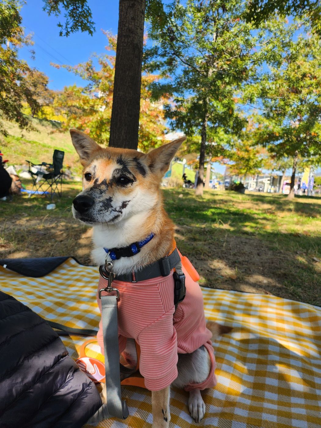 이솔이네 임시보호 세달차 후기!