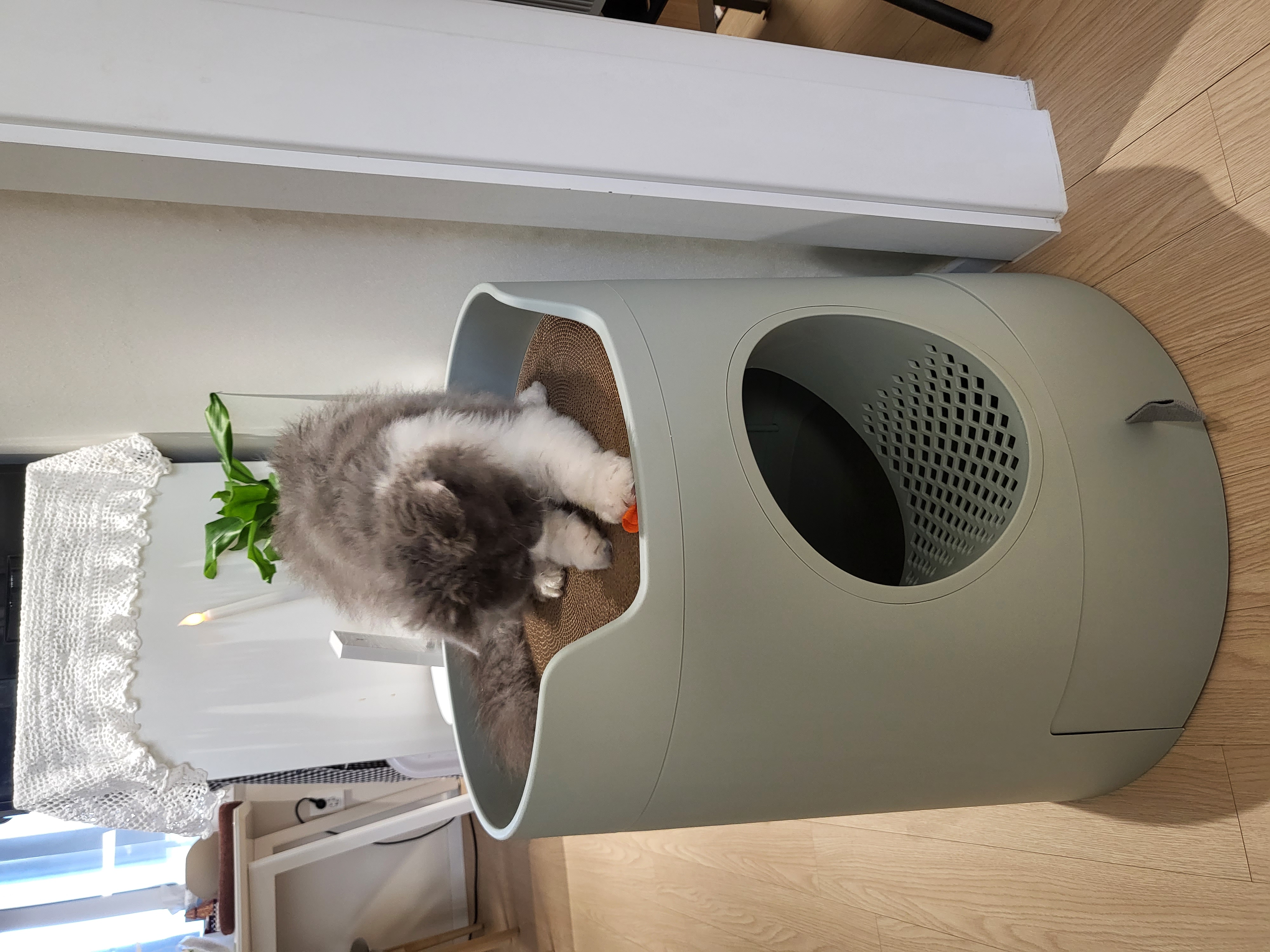 마포불법 번식장 구조된 영순이>고팡이 일주일 후기입니다.