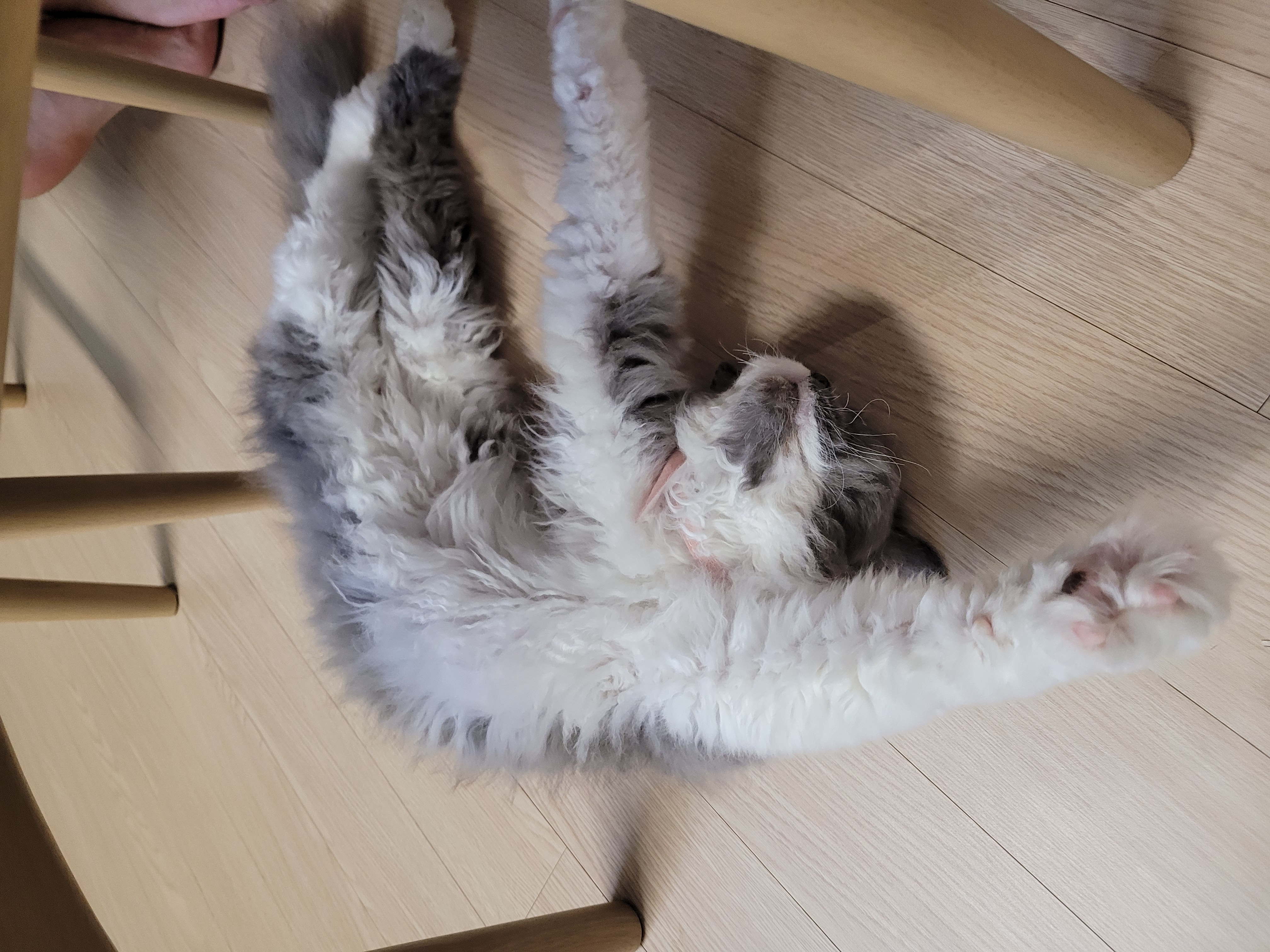 마포불법 번식장 구조된 영순이>고팡이 일주일 후기입니다.