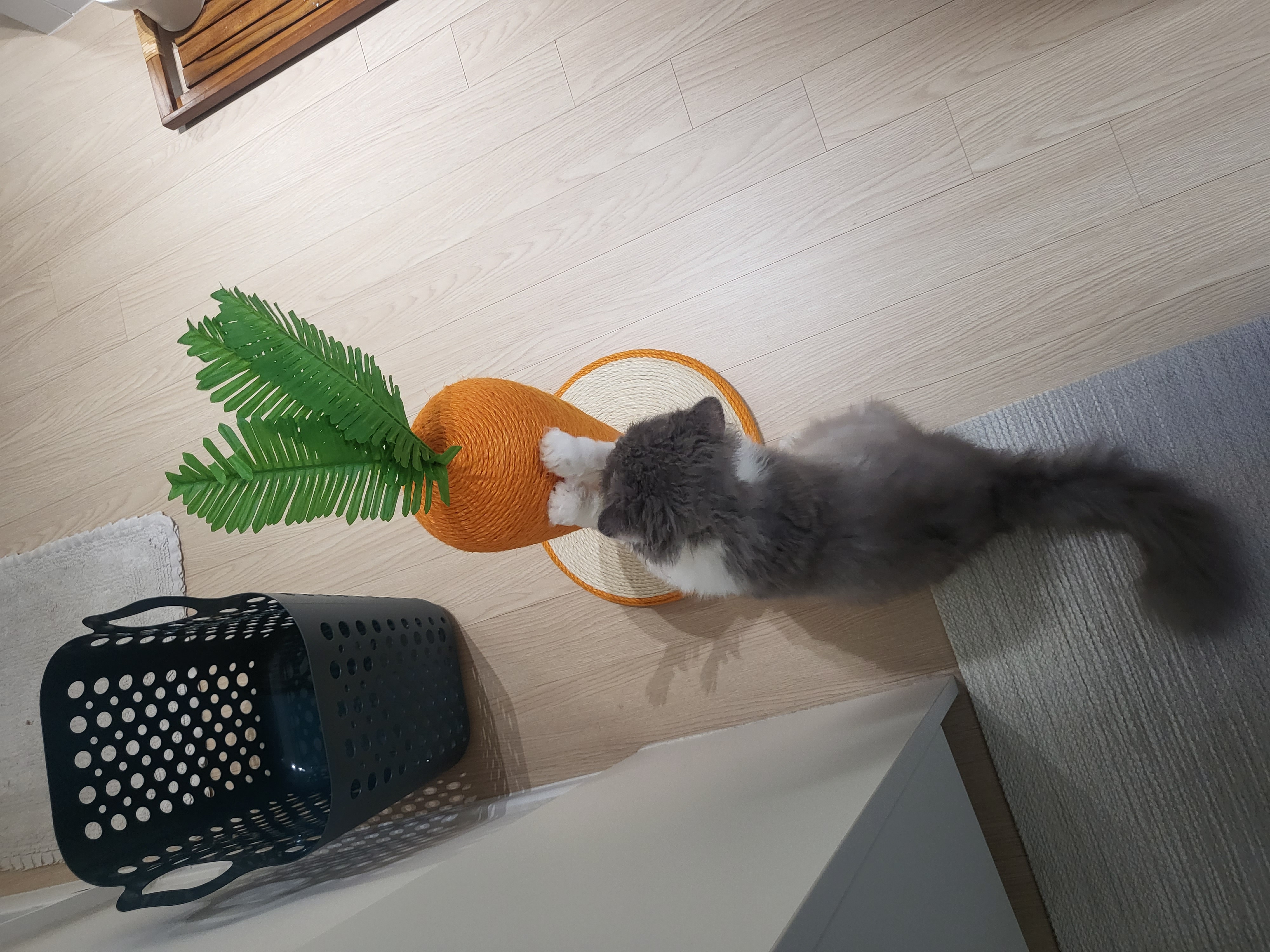 마포불법 번식장 구조된 영순이>고팡이 일주일 후기입니다.