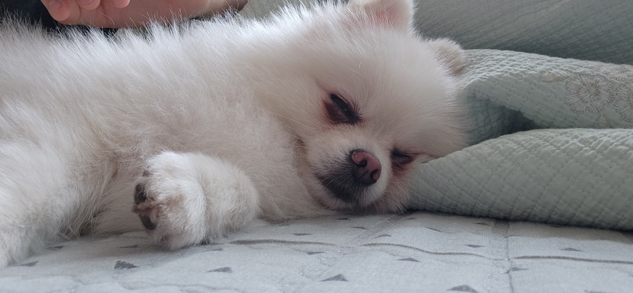 율무(시루)가 1년이 다 되어갑니다~