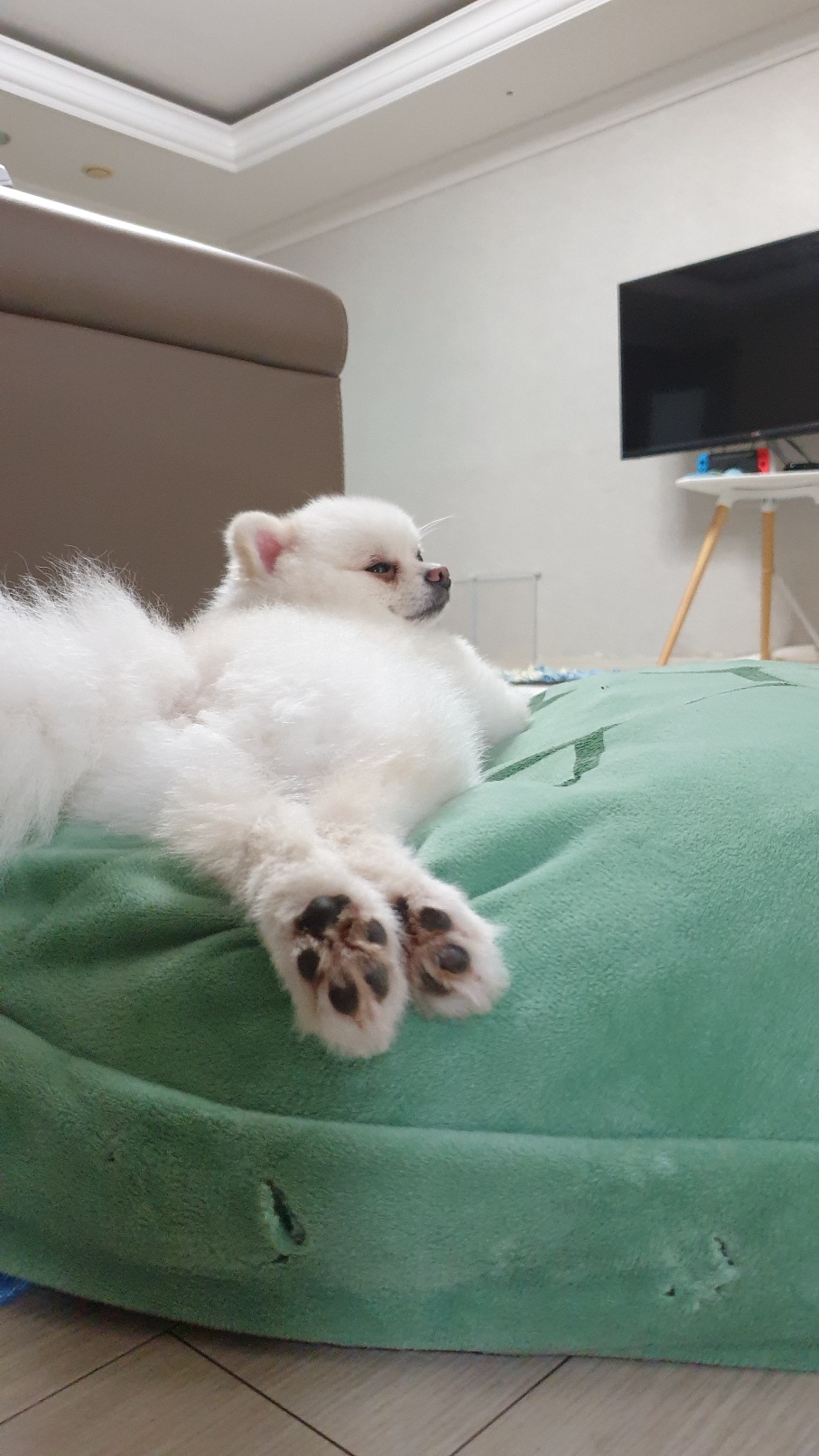 율무(시루)가 1년이 다 되어갑니다~