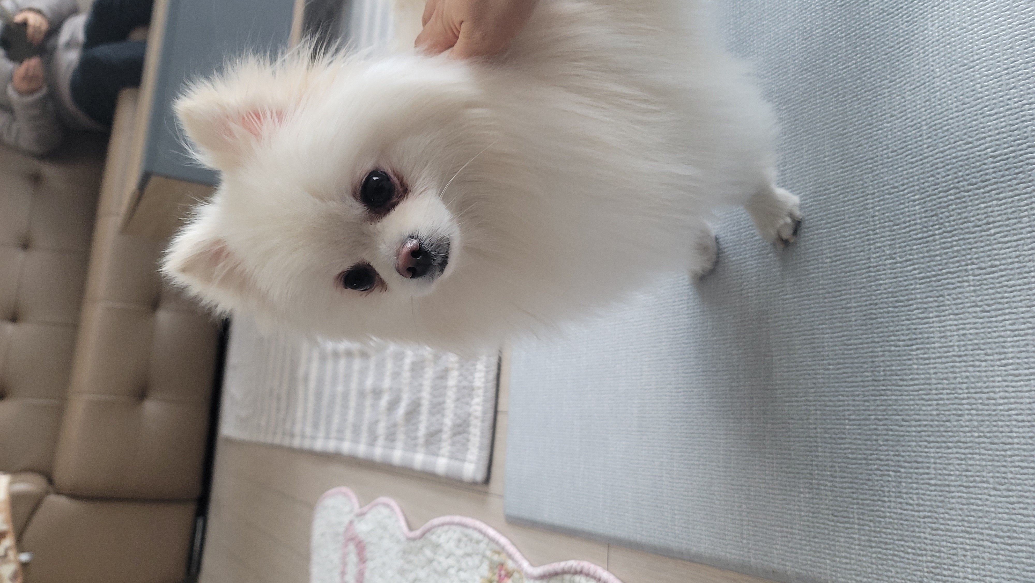 율무(시루)가 1년이 다 되어갑니다~