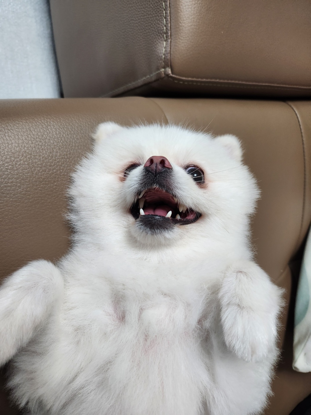 율무(시루)가 1년이 다 되어갑니다~