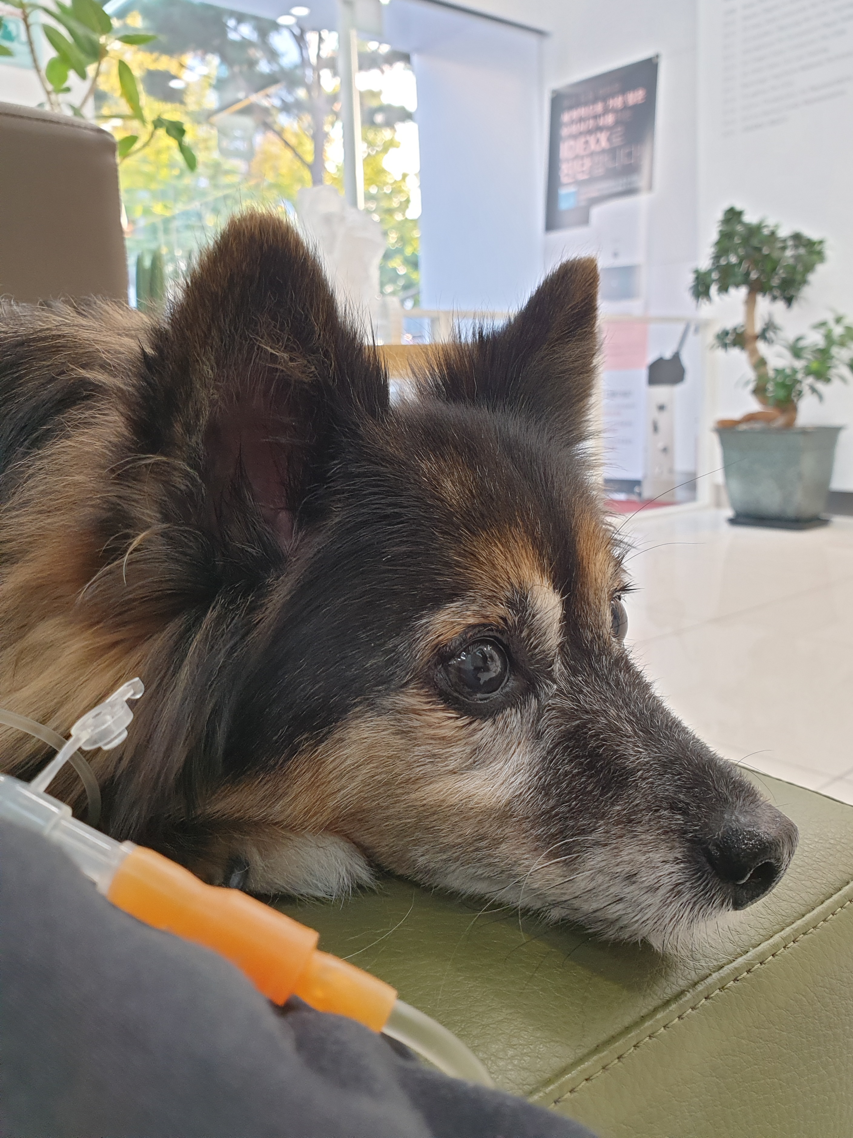 베를린 소식 올려요 (곧 15살)