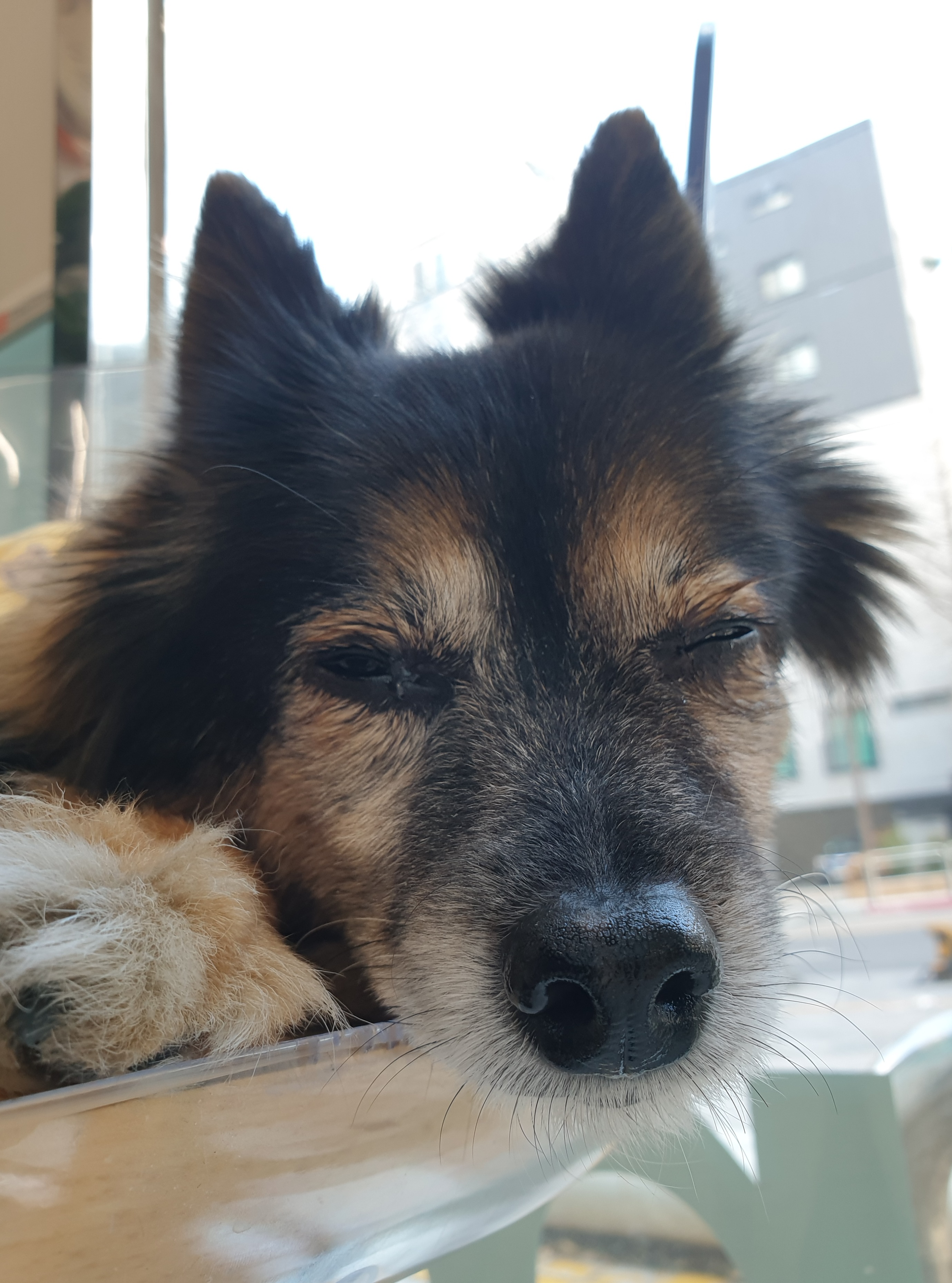 베를린 소식 올려요 (곧 15살)