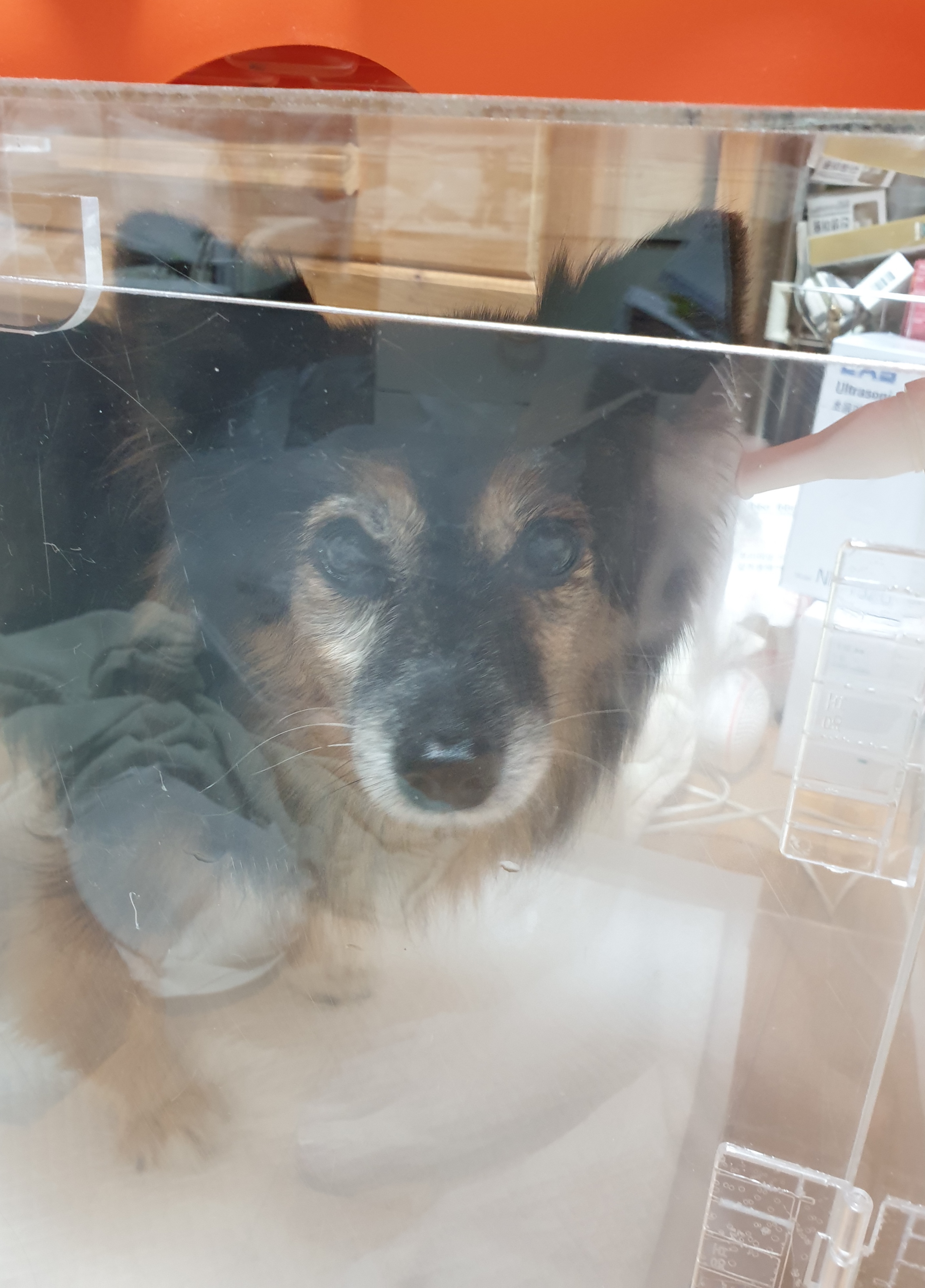 베를린 소식 올려요 (곧 15살)