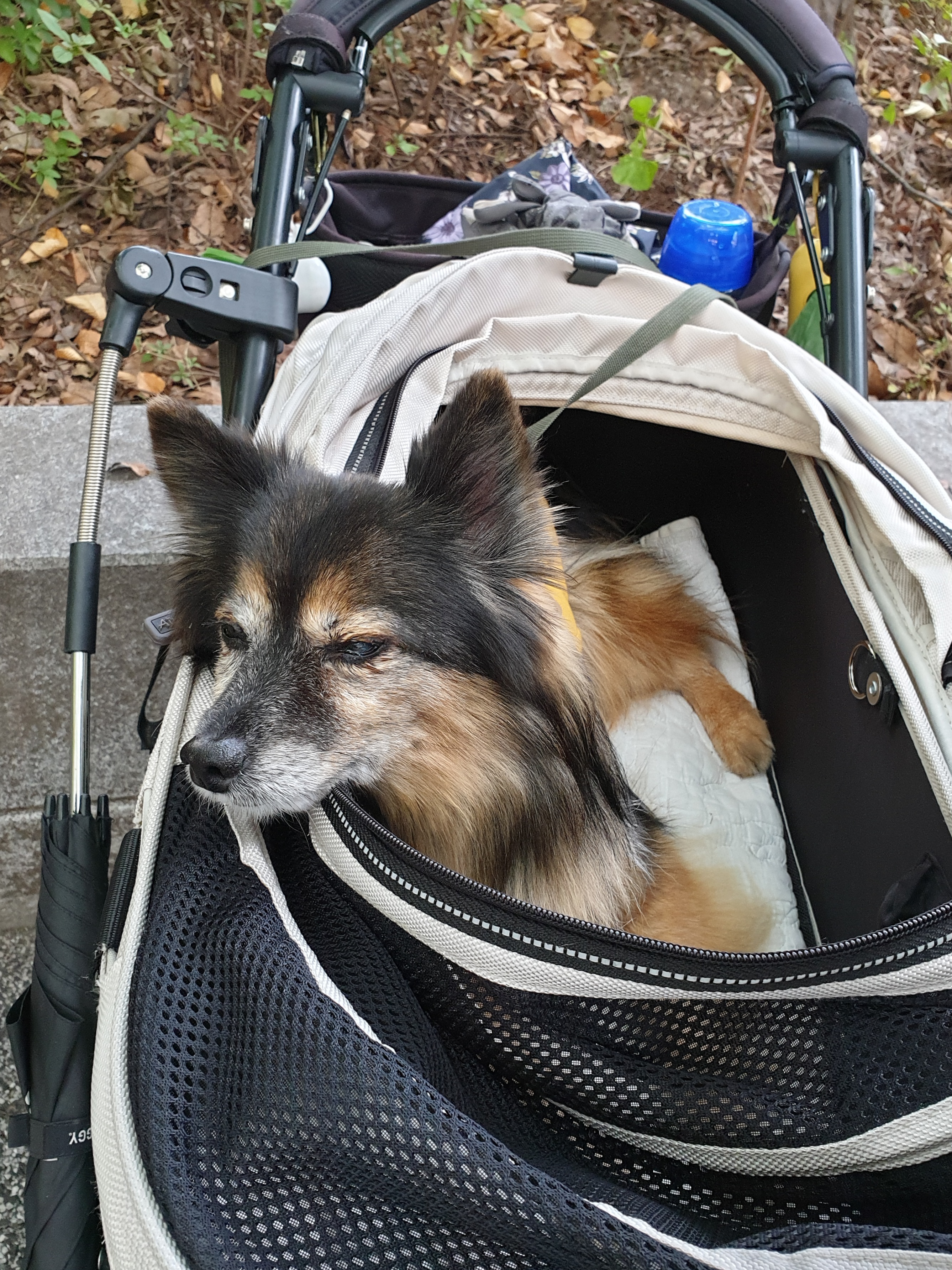 베를린 소식 올려요 (곧 15살)