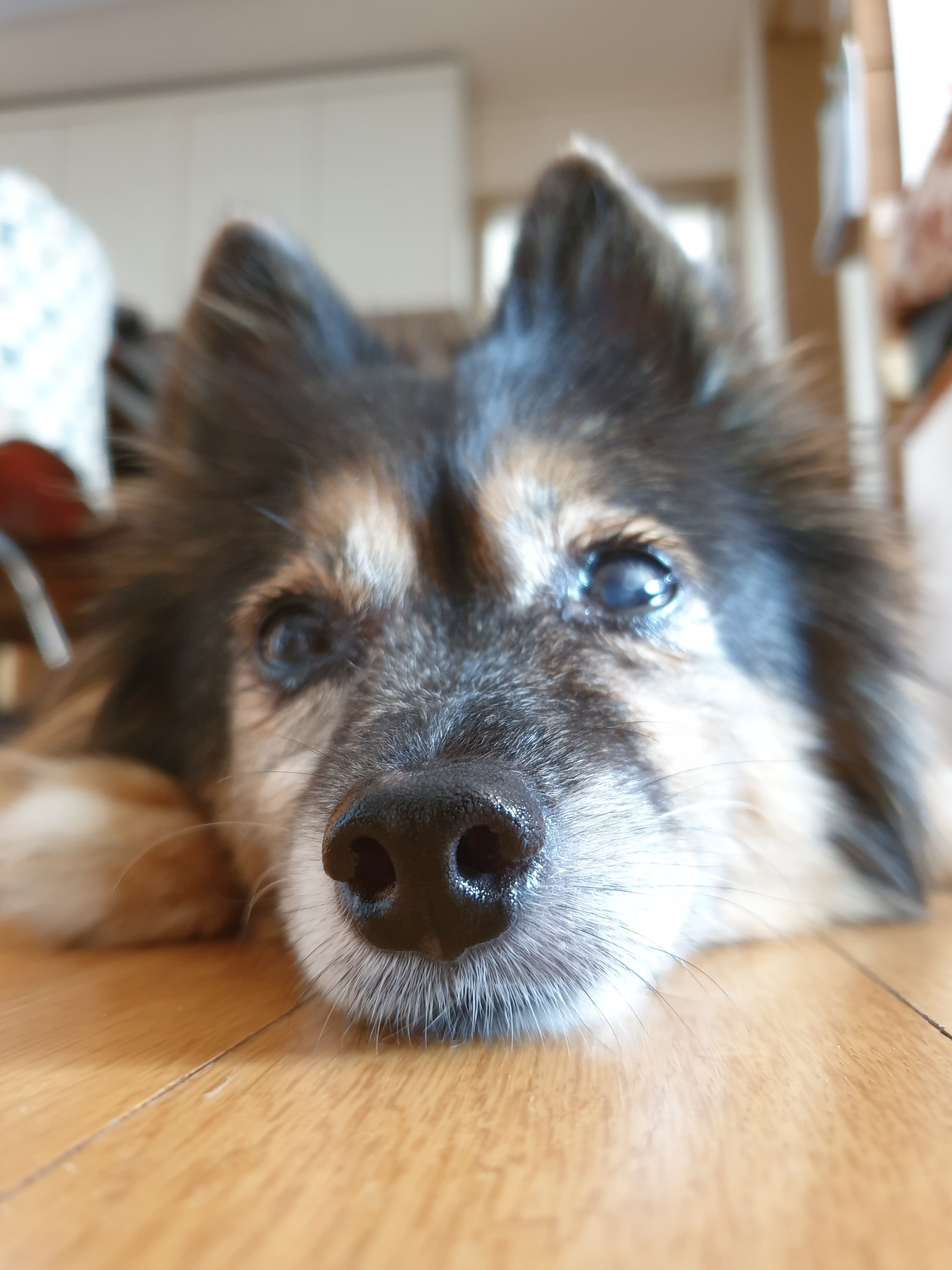 베를린 소식 올려요 (곧 15살)