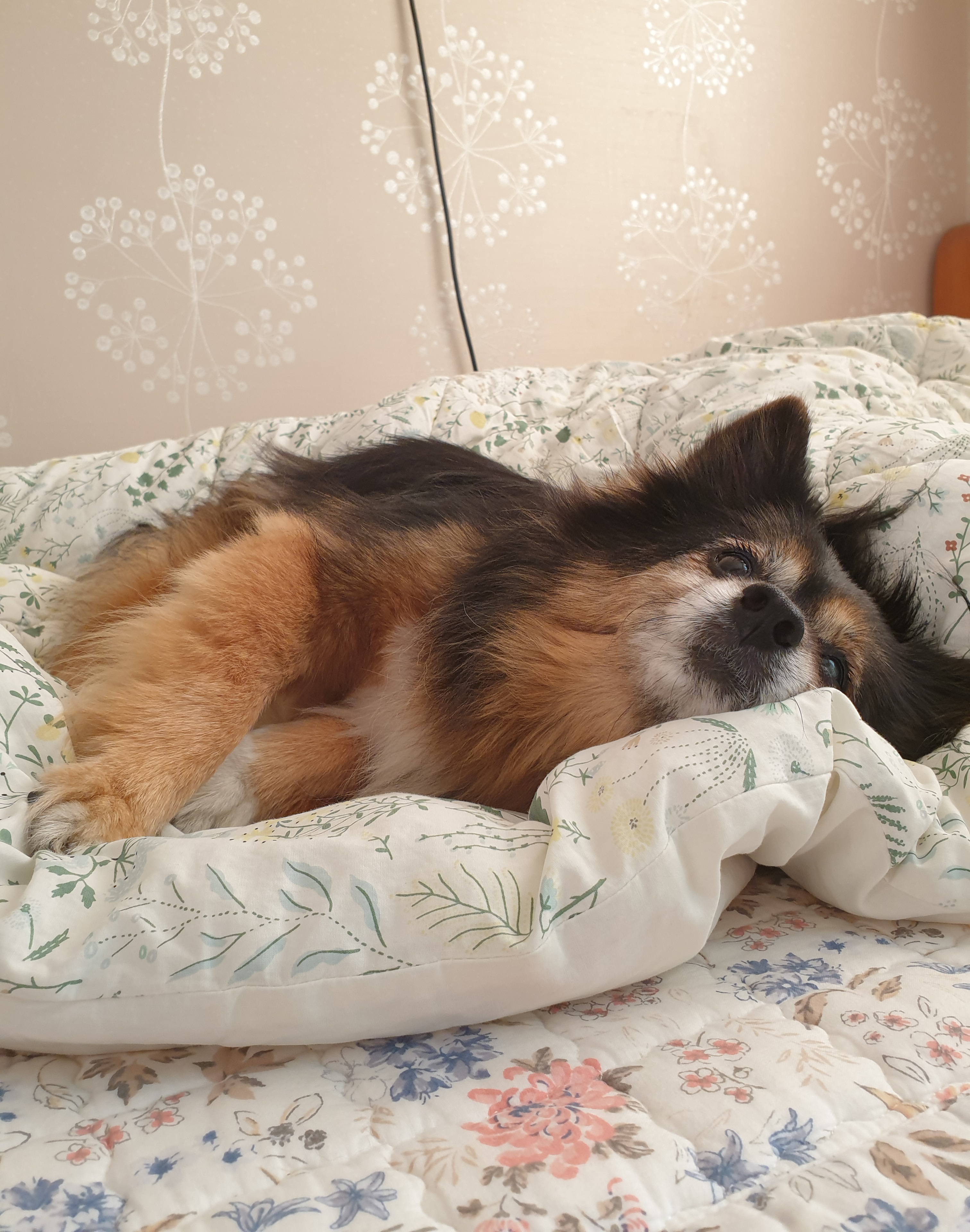 베를린 소식 올려요 (곧 15살)