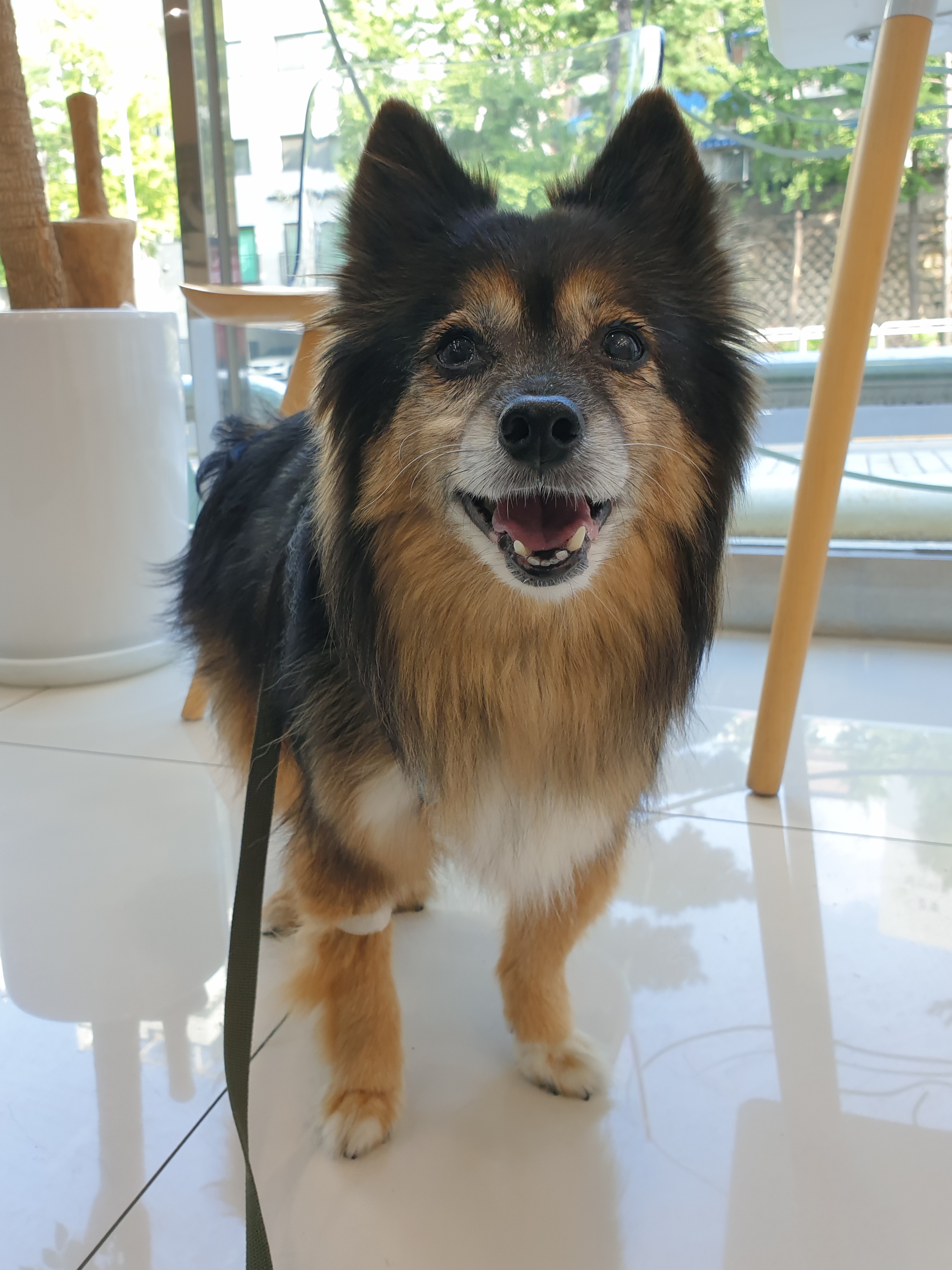 베를린 소식 올려요 (곧 15살)